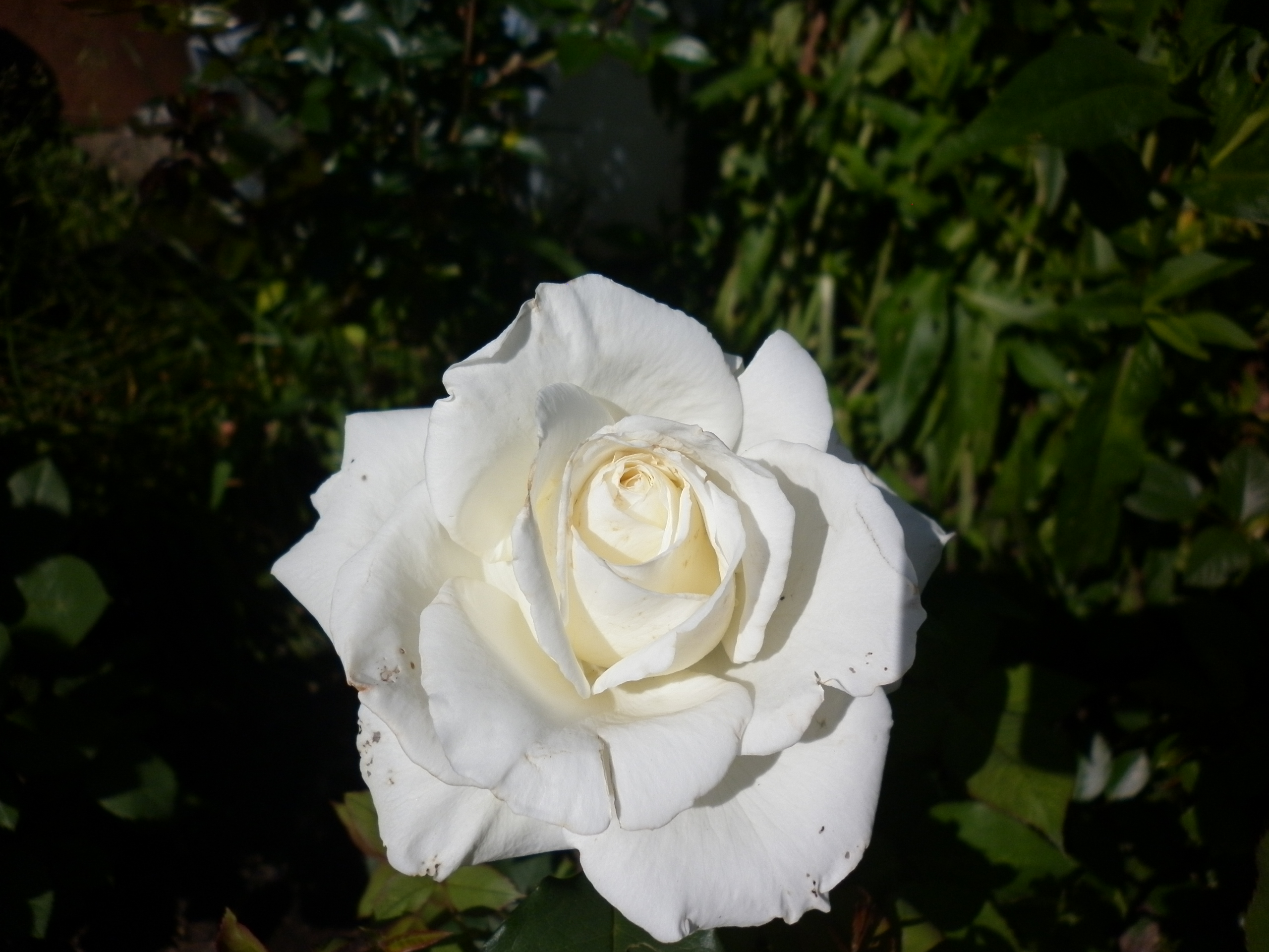 Роза Тинеке