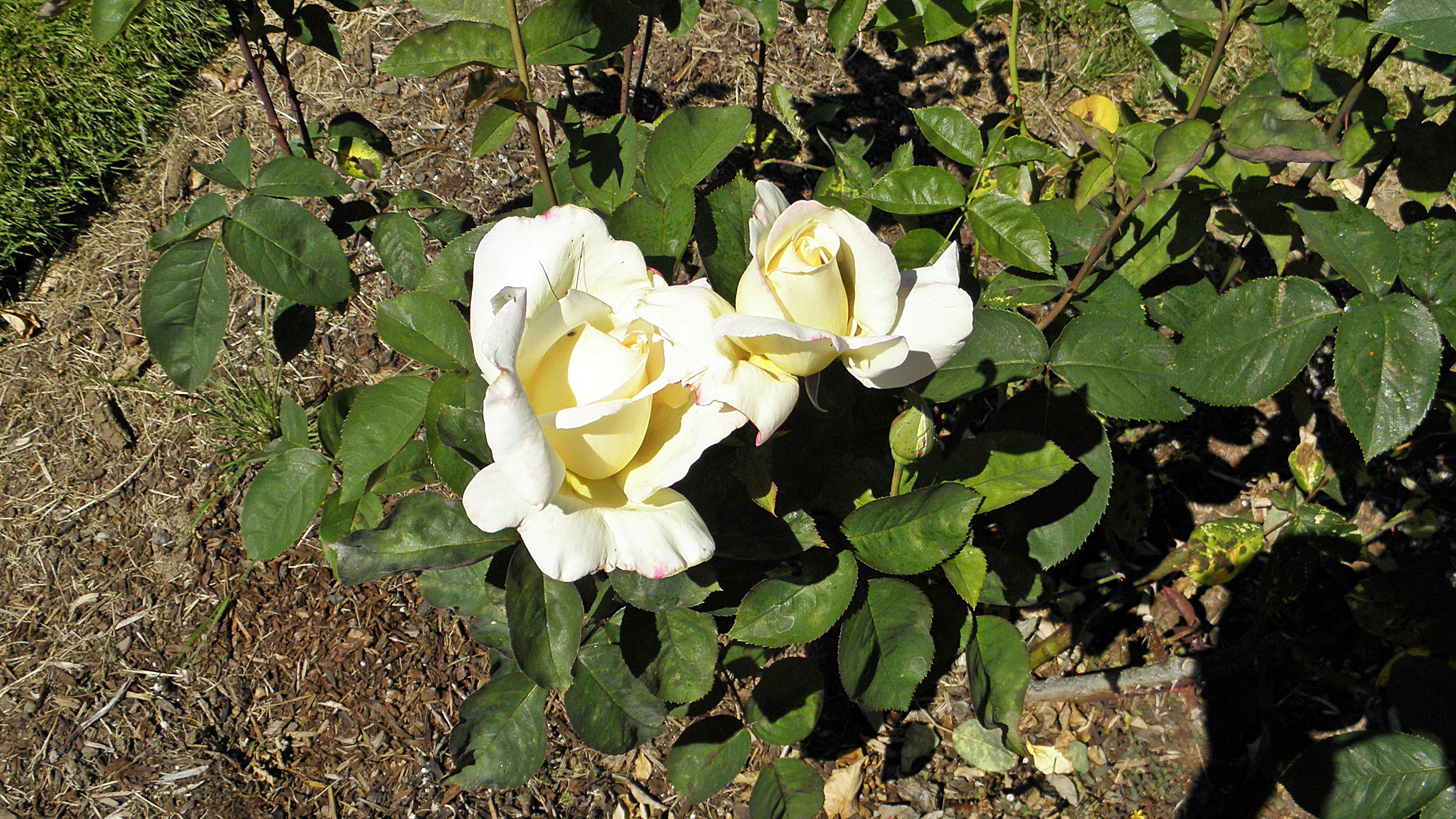Роза чайная гибридная вальс