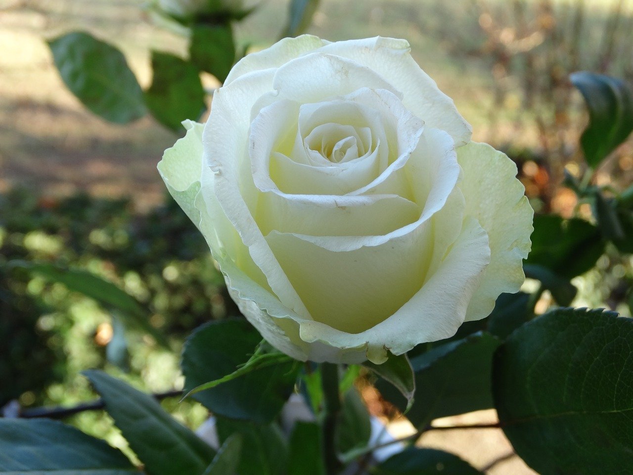 Брандуайн белая роза