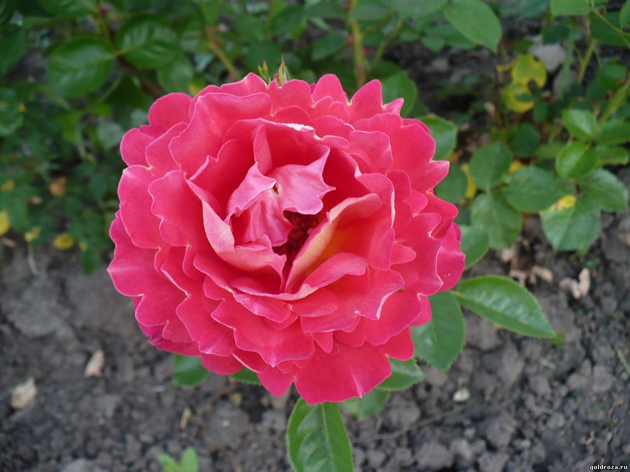 Арлекин роза похожие сорта