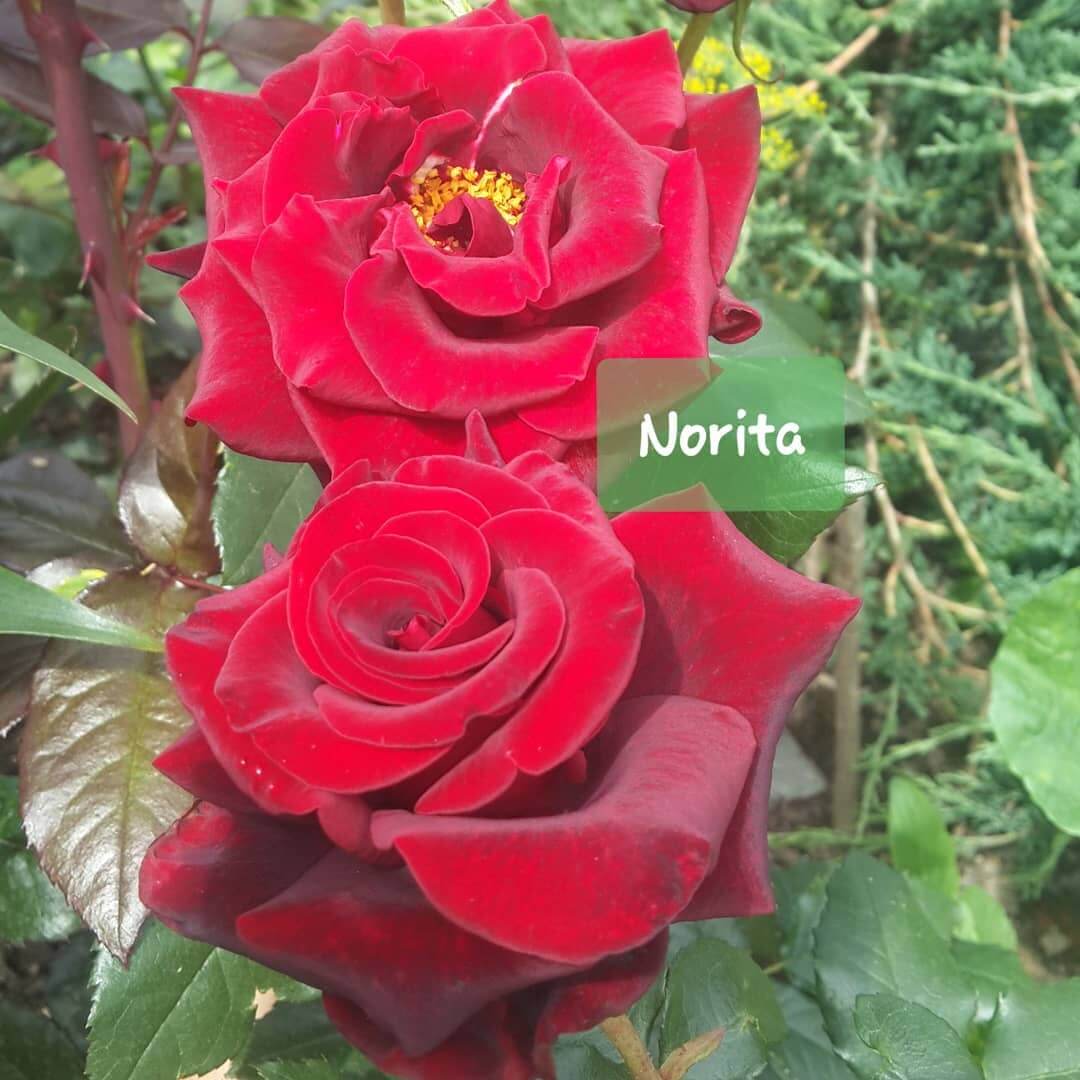 Роза Норита