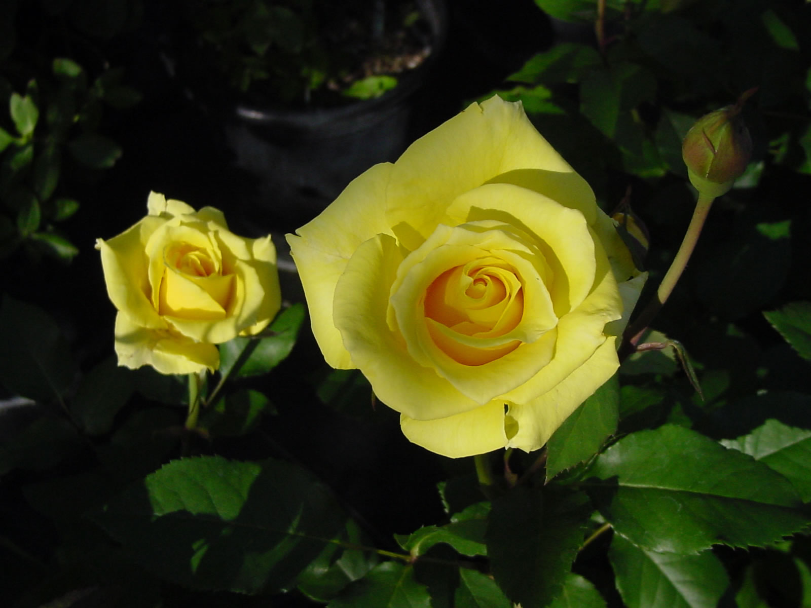 роза желтого цвета сорта фото