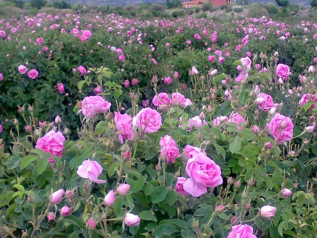 Испарта плантации дамасской розы