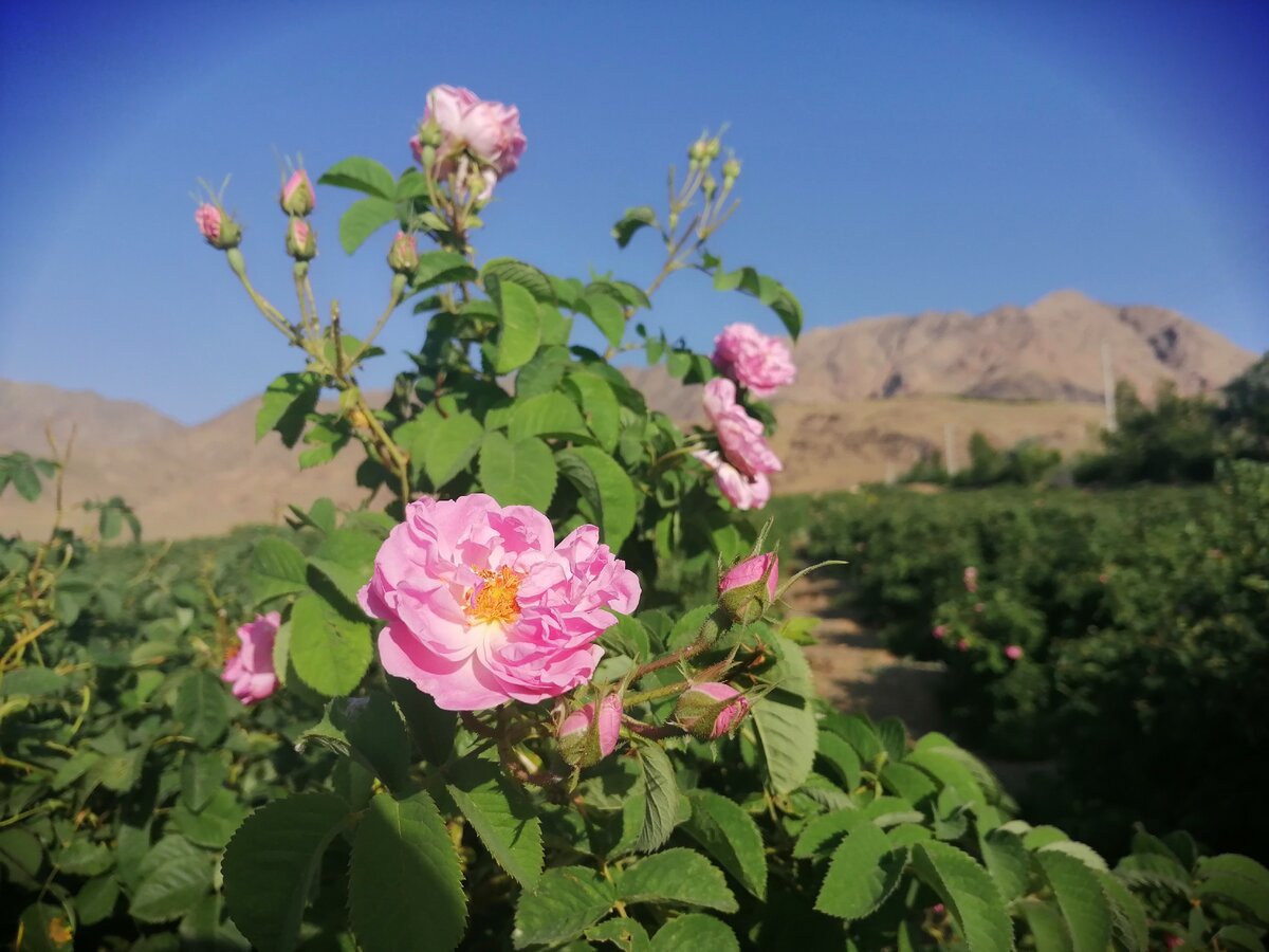 Дамасская роза Иран