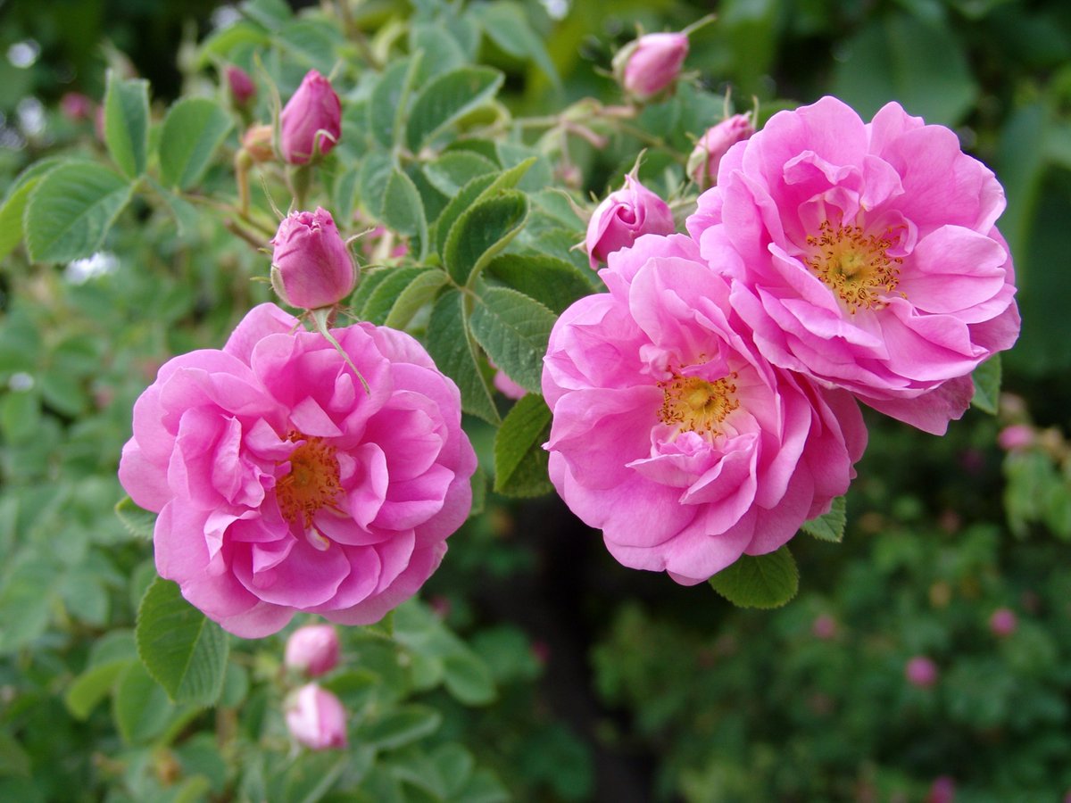 Rosa Damascena роза