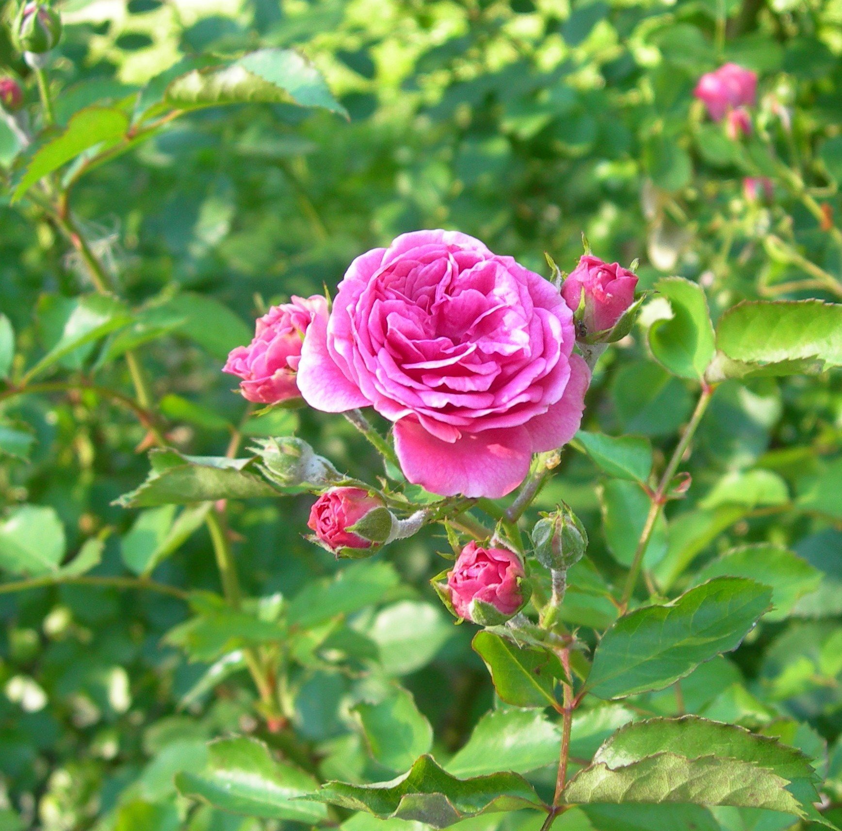 Роза Damascena
