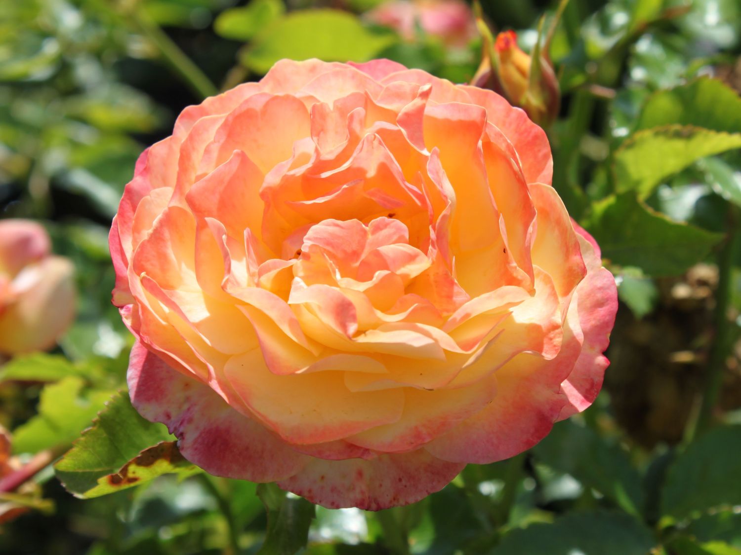 Роза Kordes (сорт 'Rose der Hoffnung®')