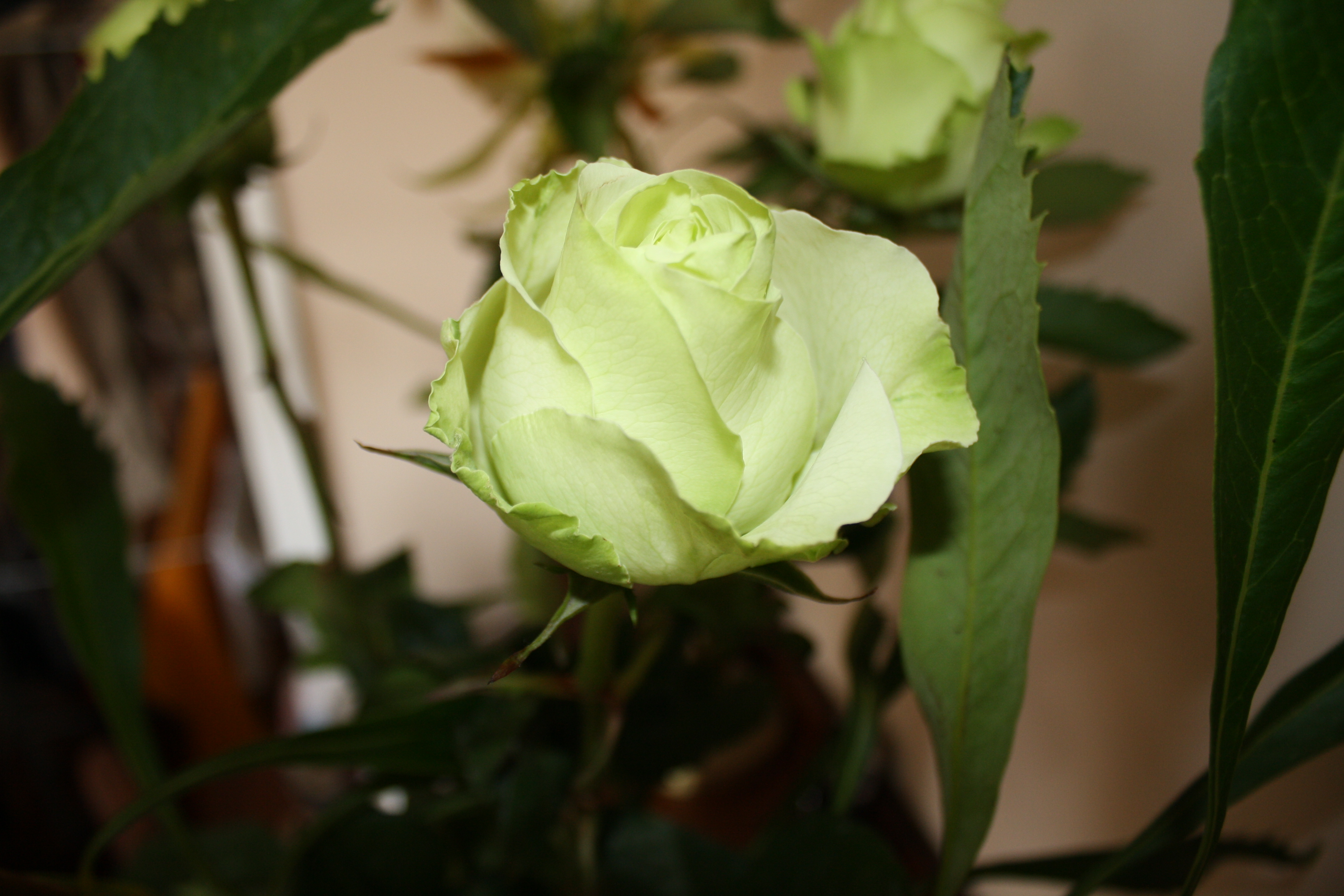 Грин Даймонд Green Diamond роза