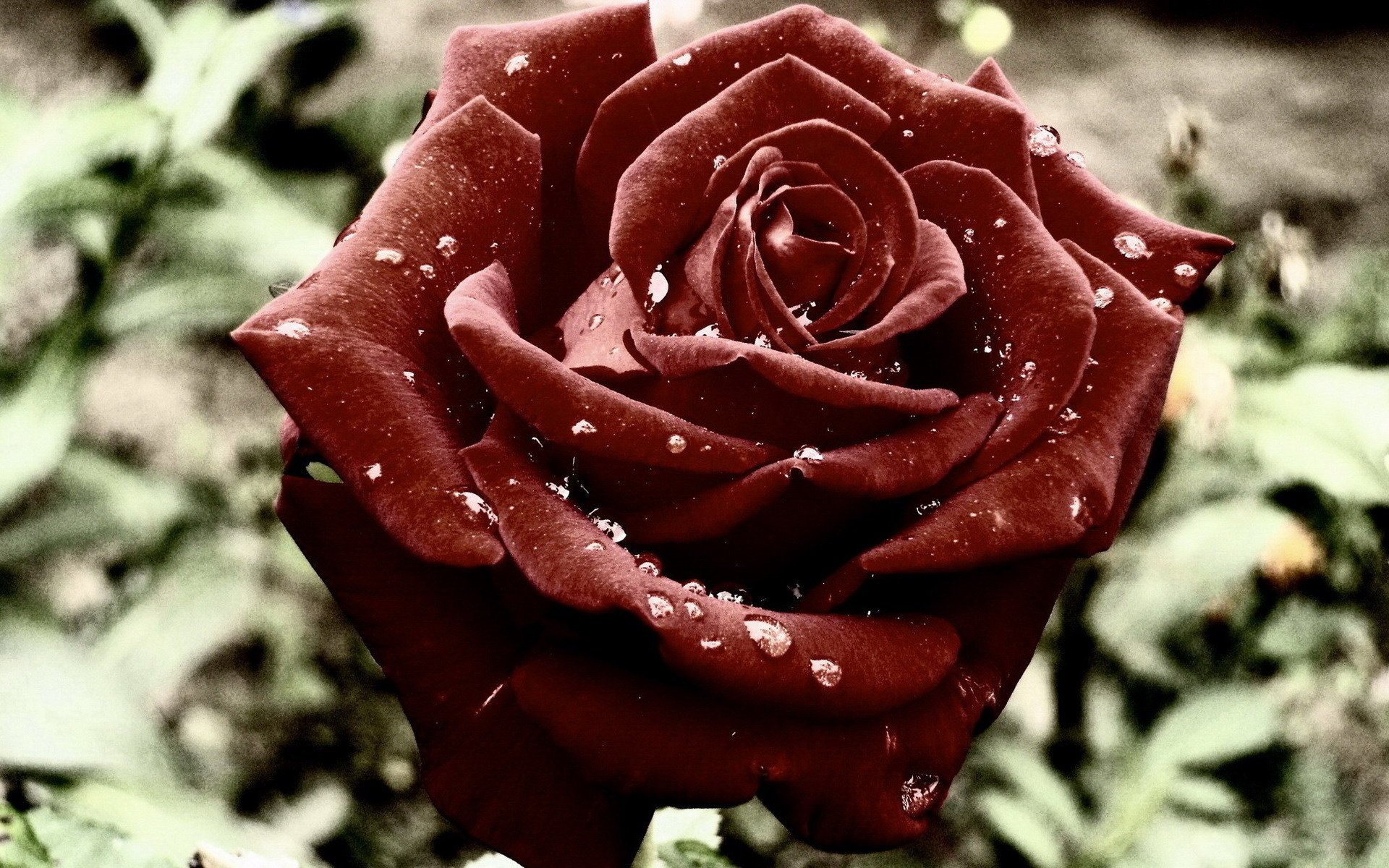 Бархатные Розы