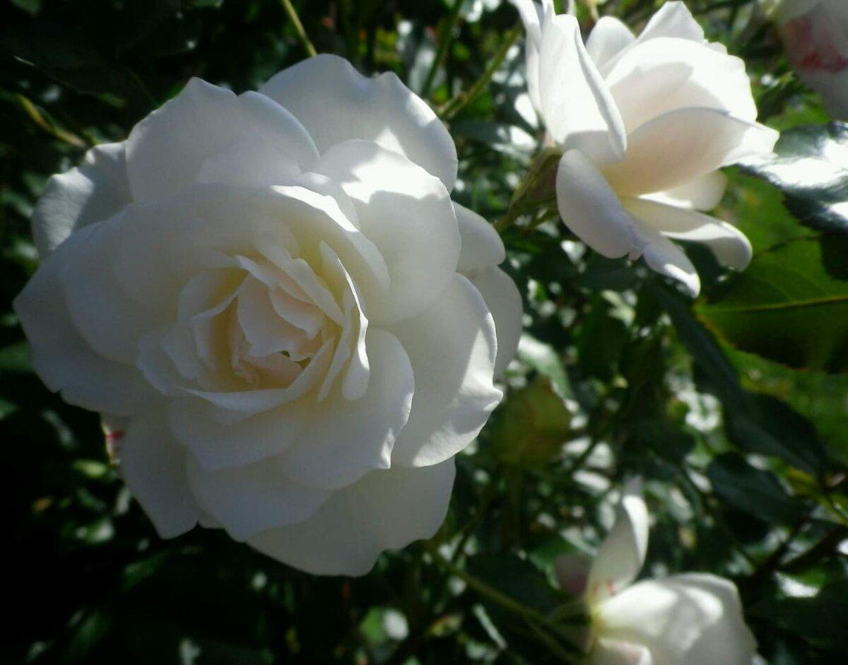 Роза carte Blanche