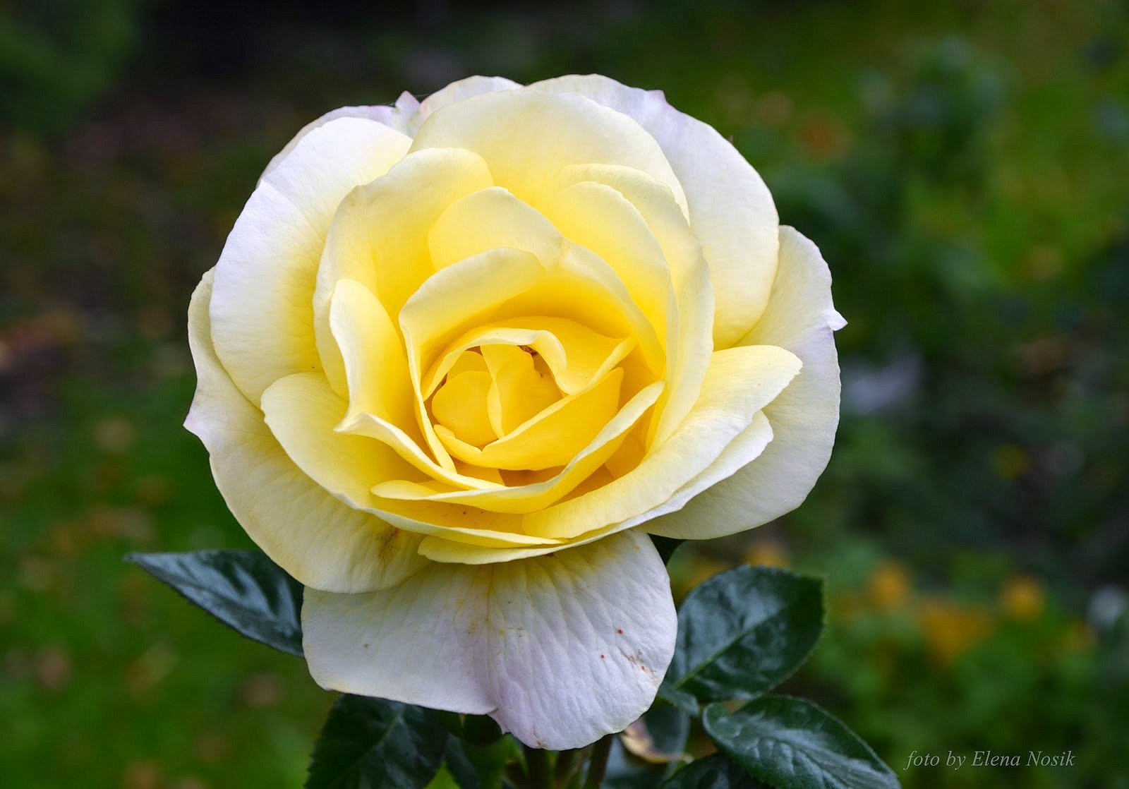 Еллоу Кинг чайно-гибридная роза
