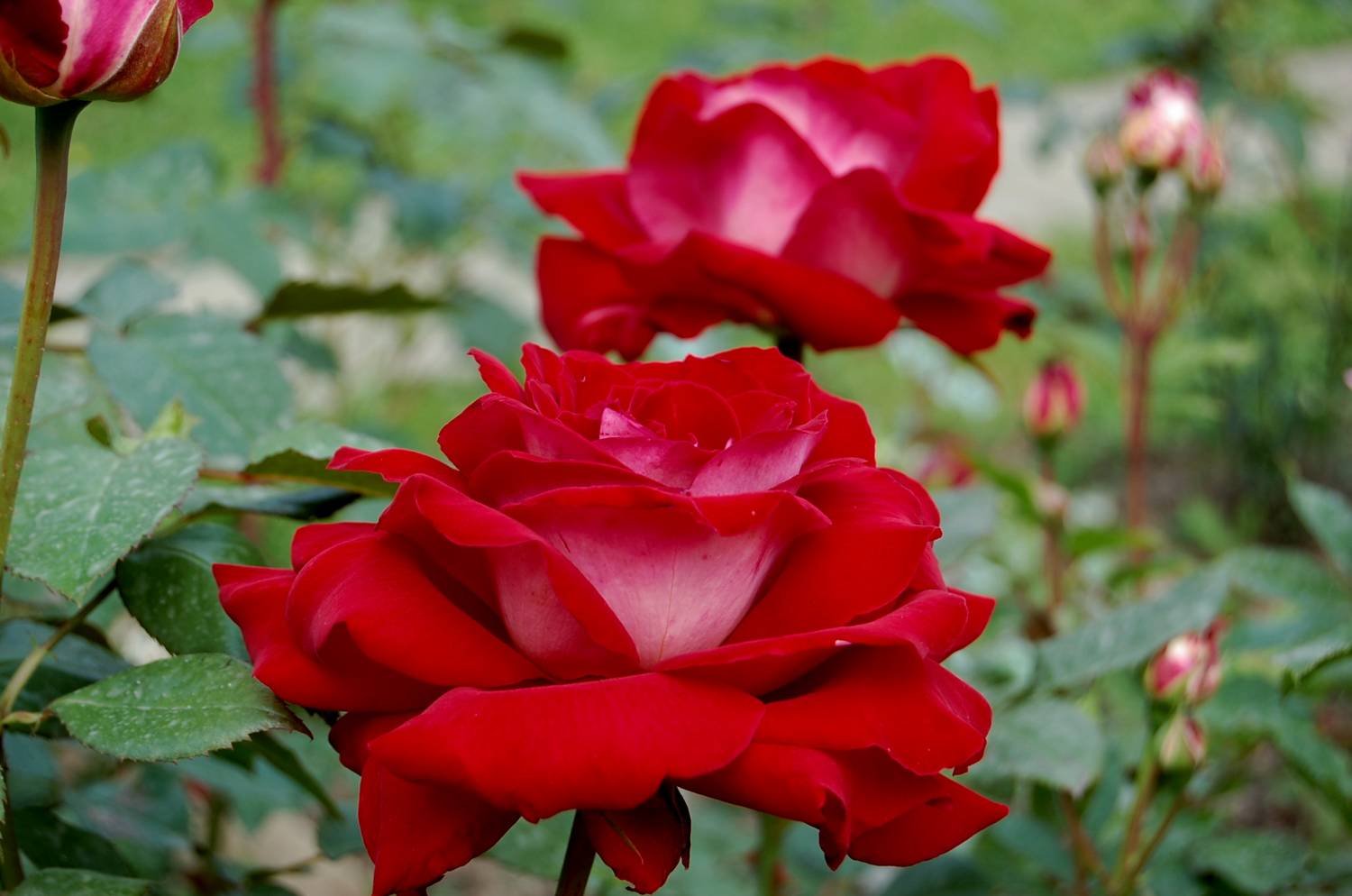 Роза Шато де Версаль