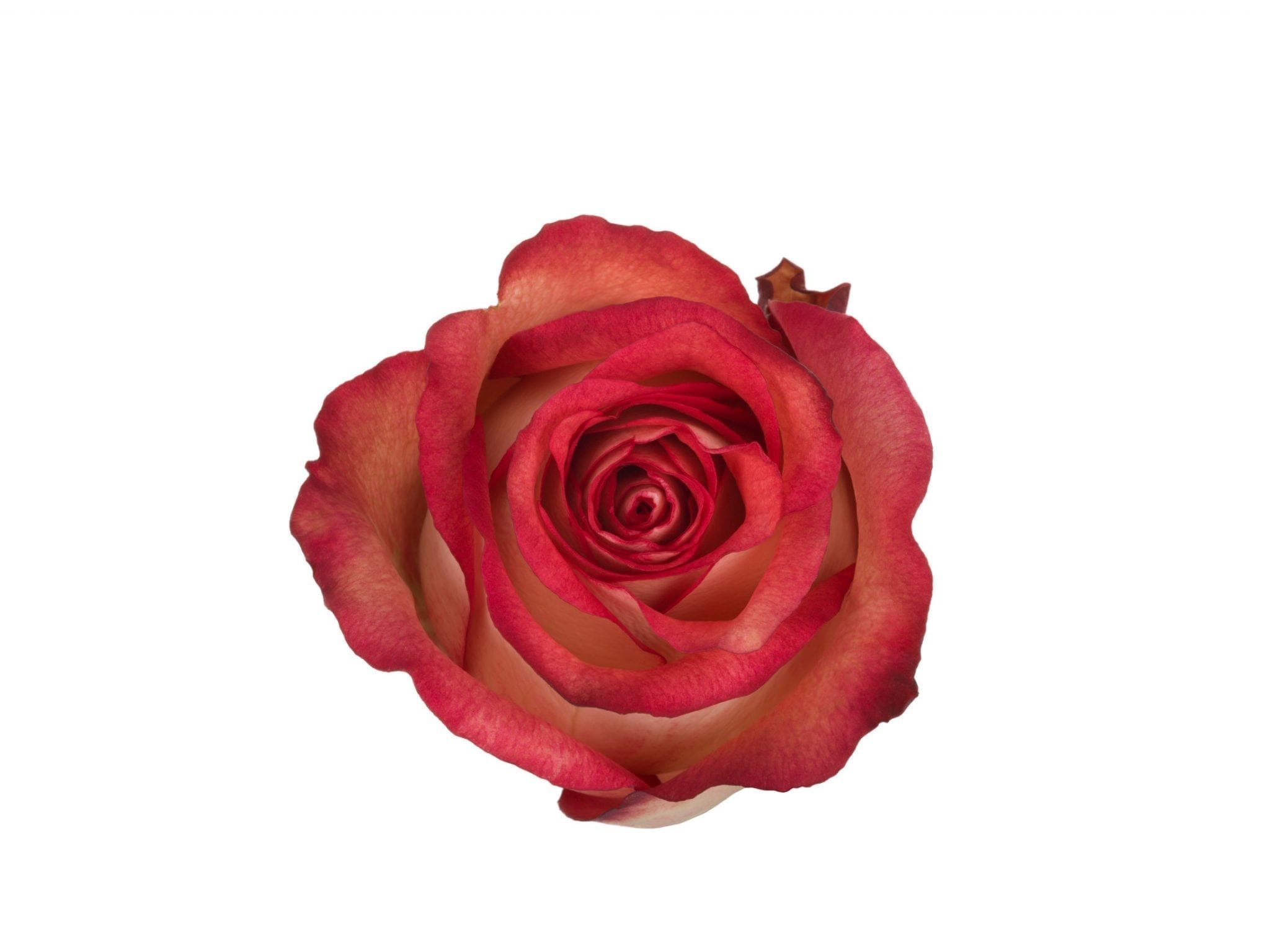 роза игуасу эквадор