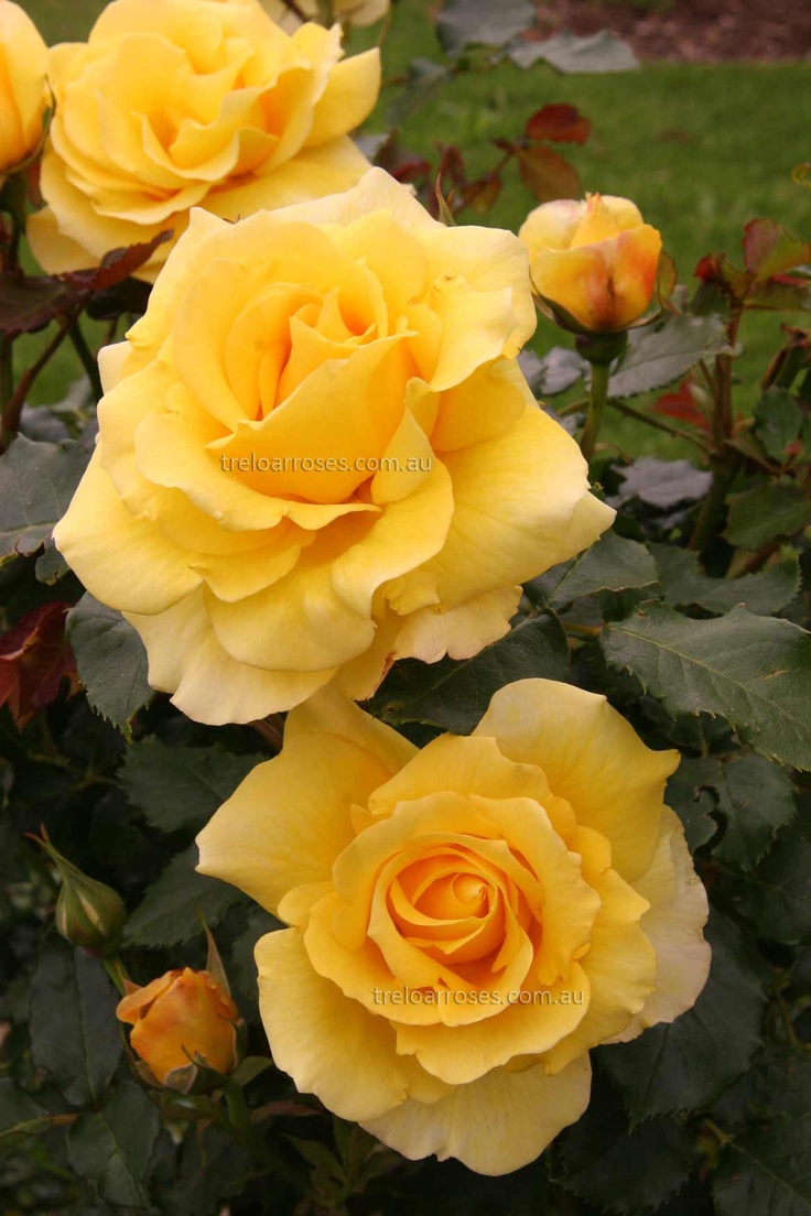 Роза rimosa (Римоза)