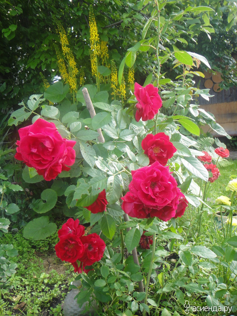 Роза саммер свитхарт