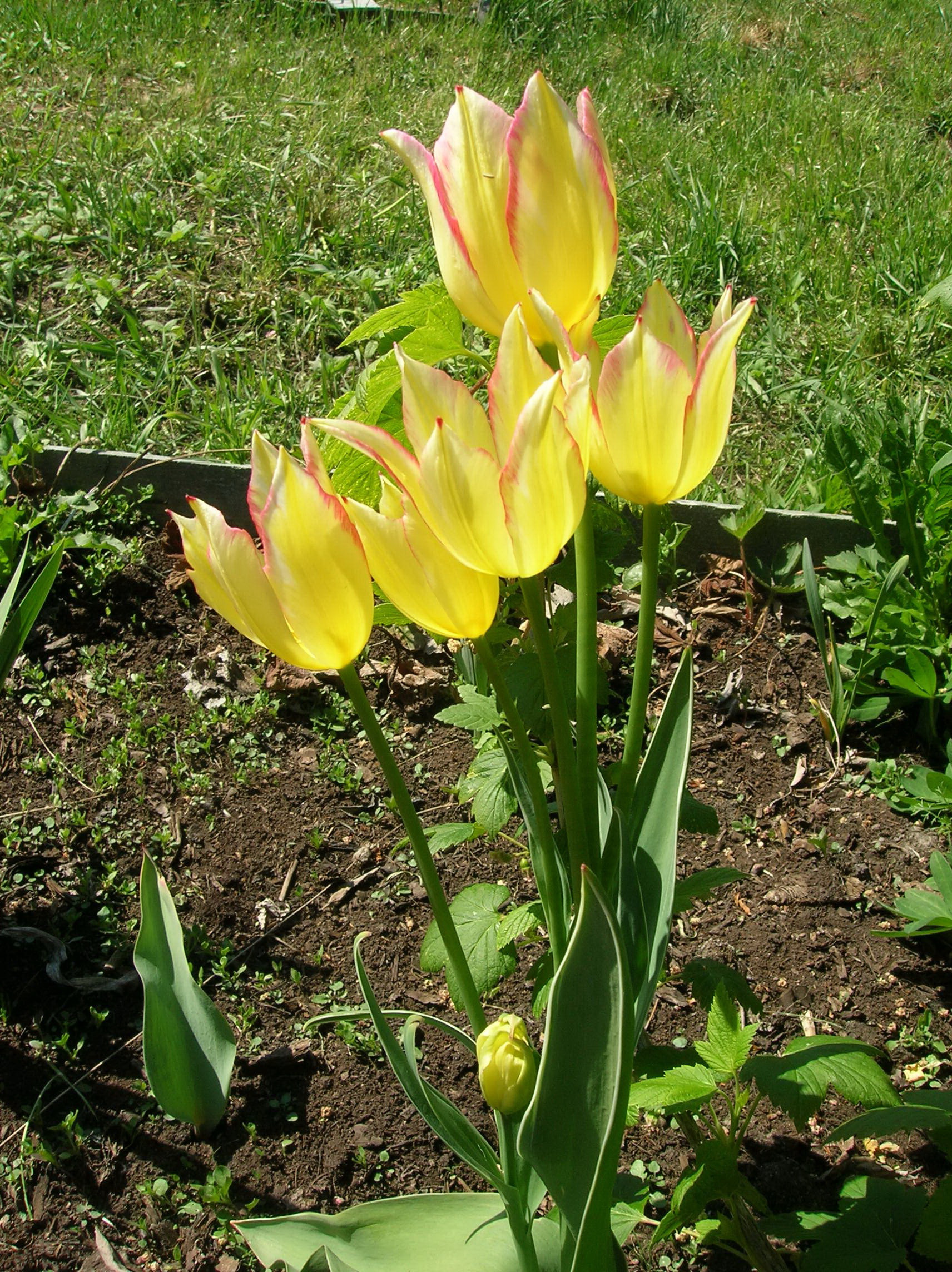 Тюльпан Антуанетта хамелеон многоцветковый