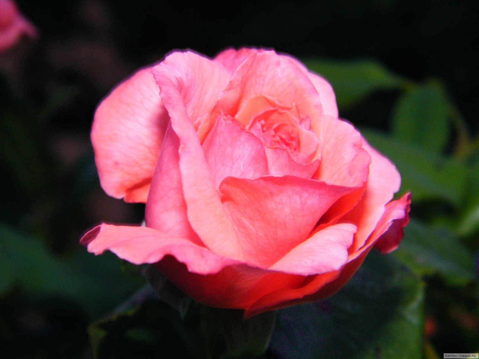 Роза чайно-гибридная импресарио