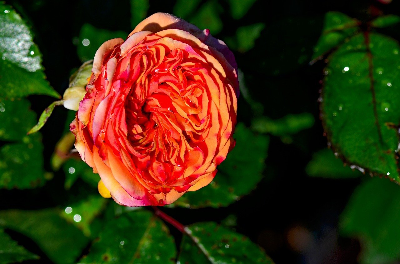 Калифорнийская роза фото