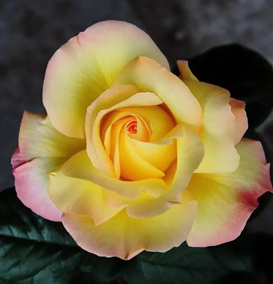 Роза чайно гибридная желтая с розовым краем