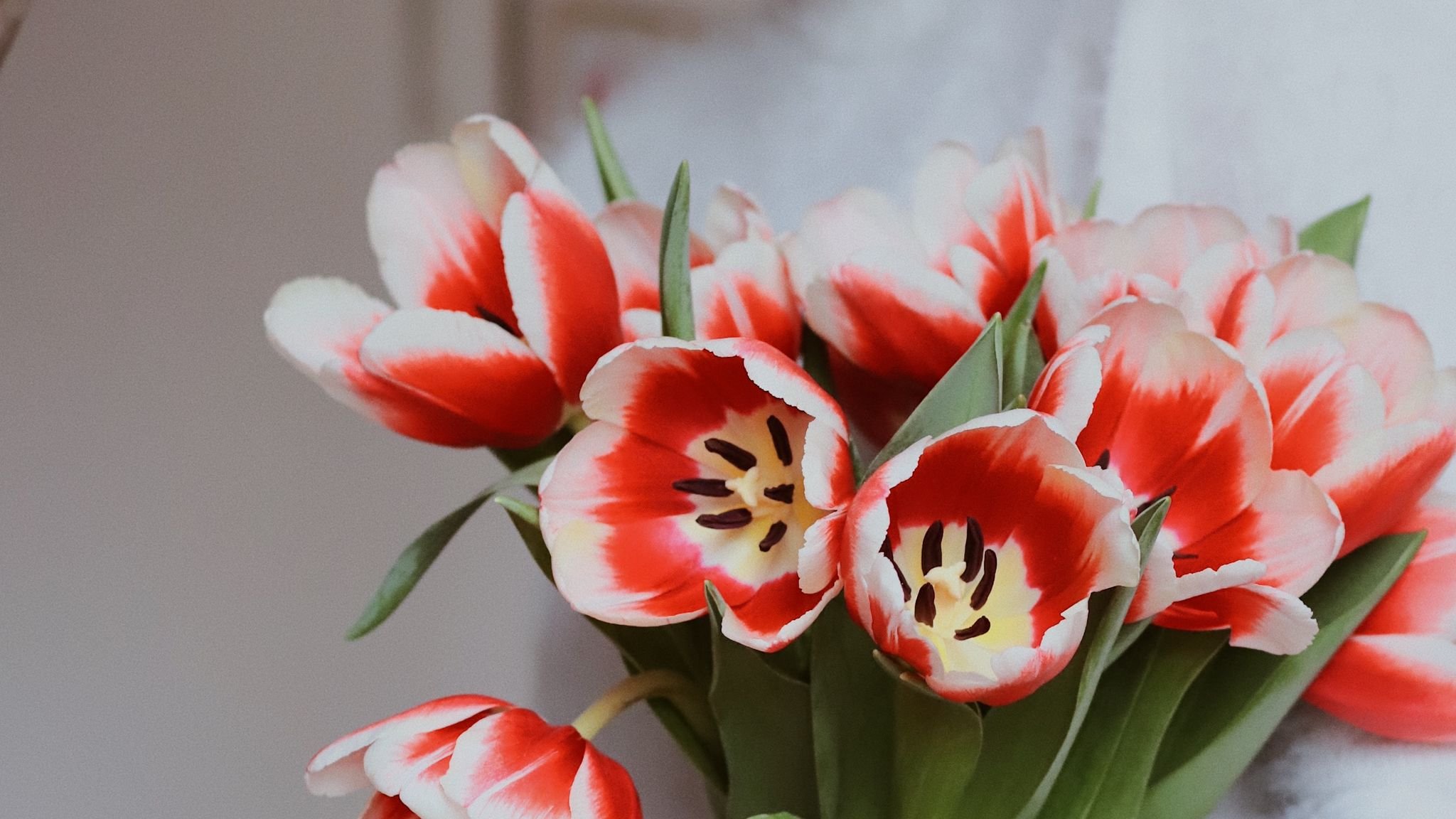 Красно белые тюльпаны