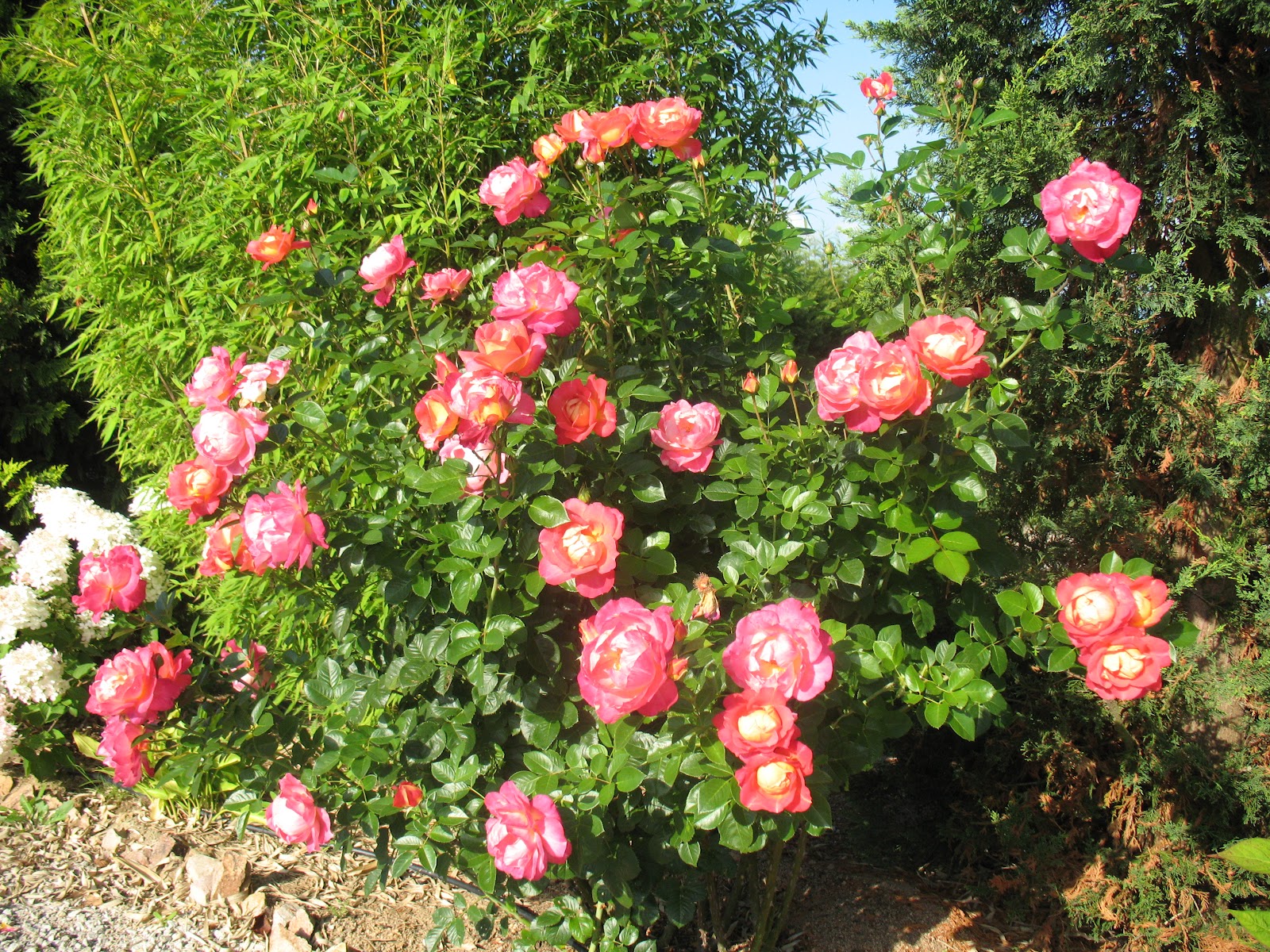 Плетистые Розы Арлекин