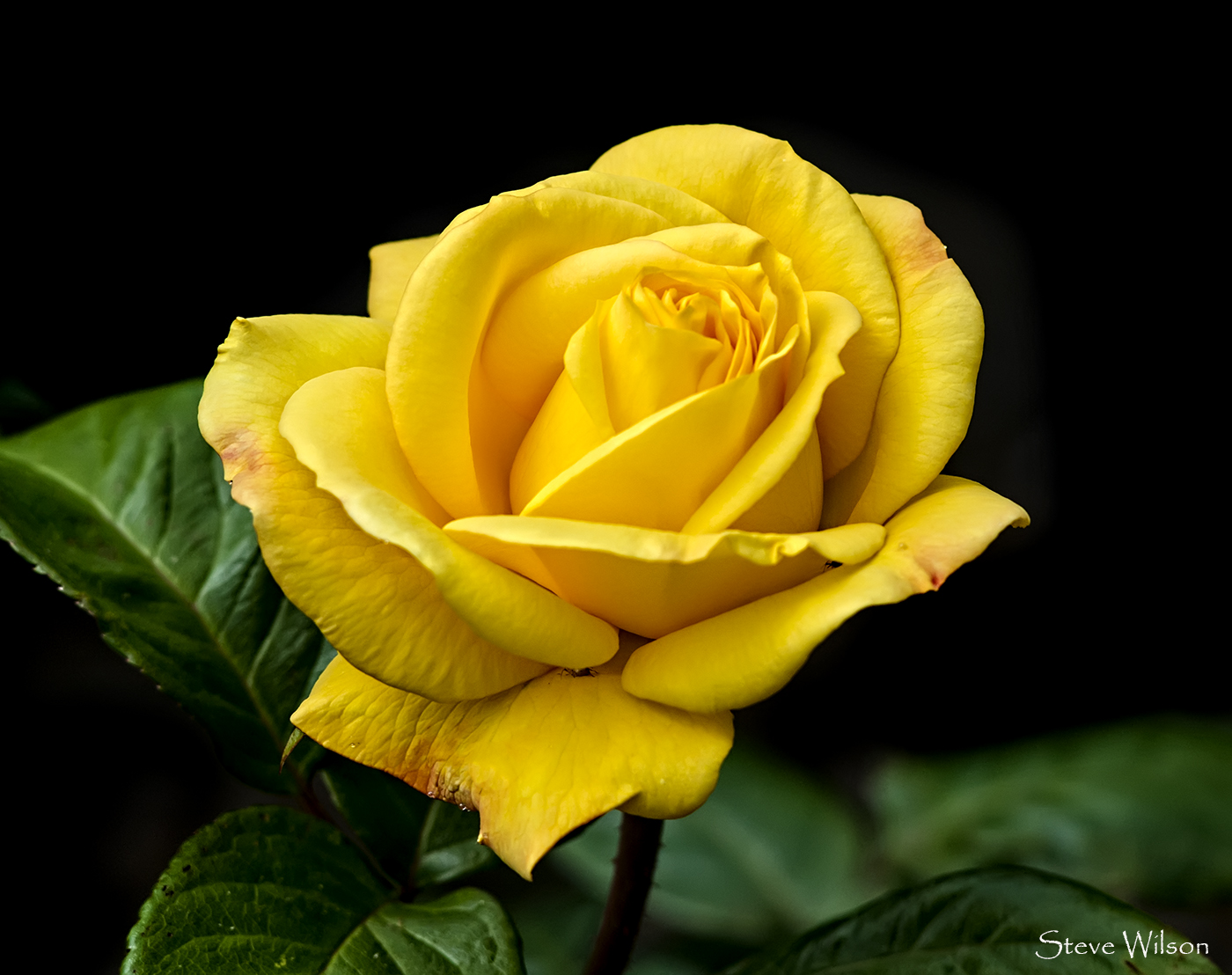 Эмили Морган жёлтая роза