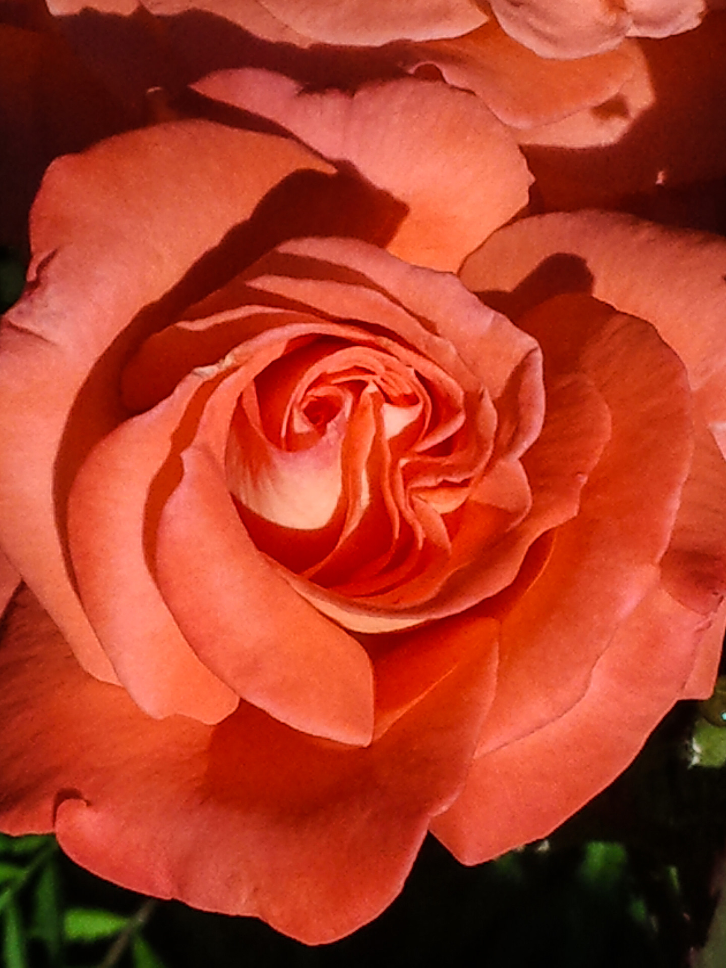 Сорт розы Карпе Дием