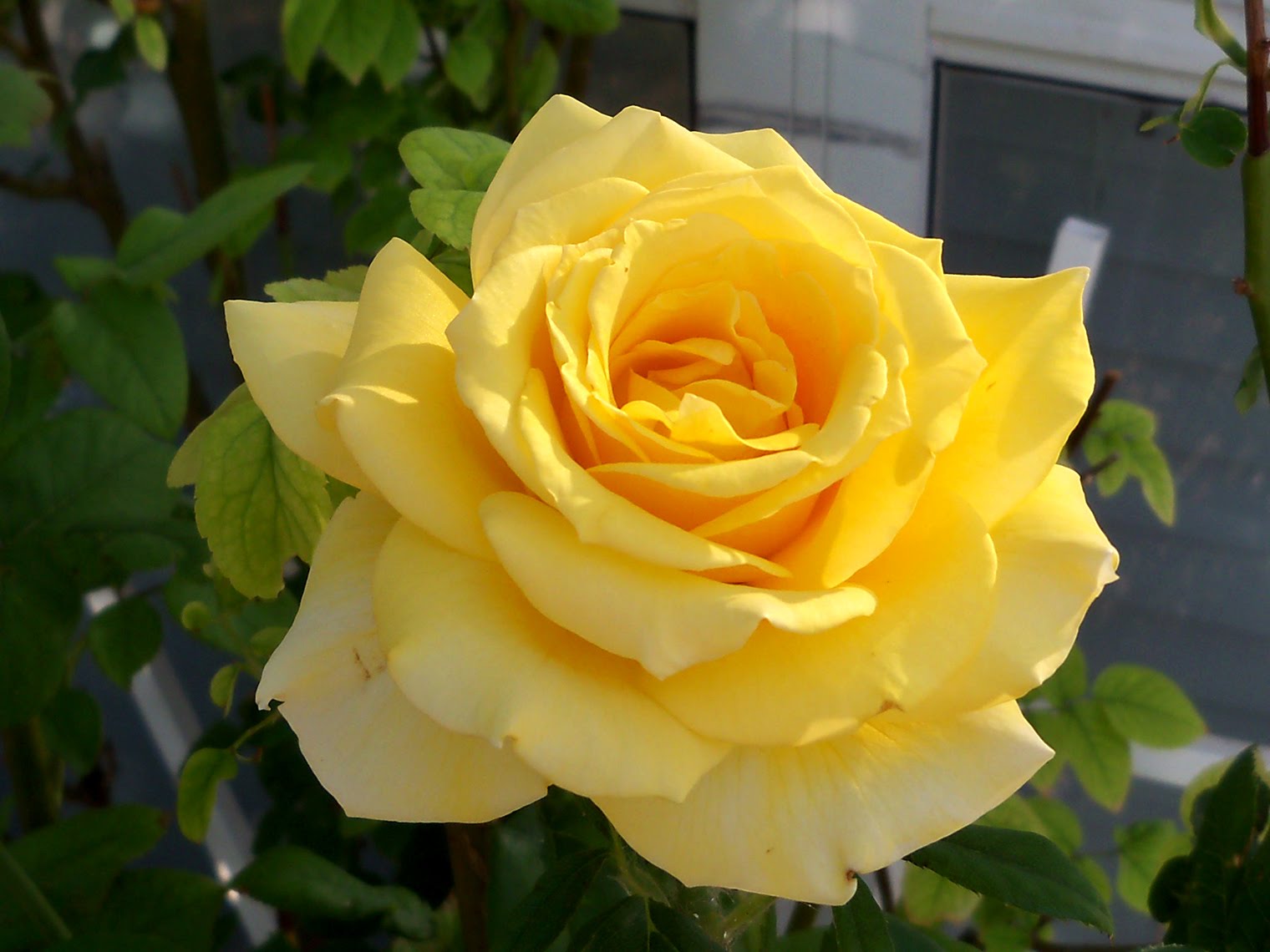 Желтая роза Техаса