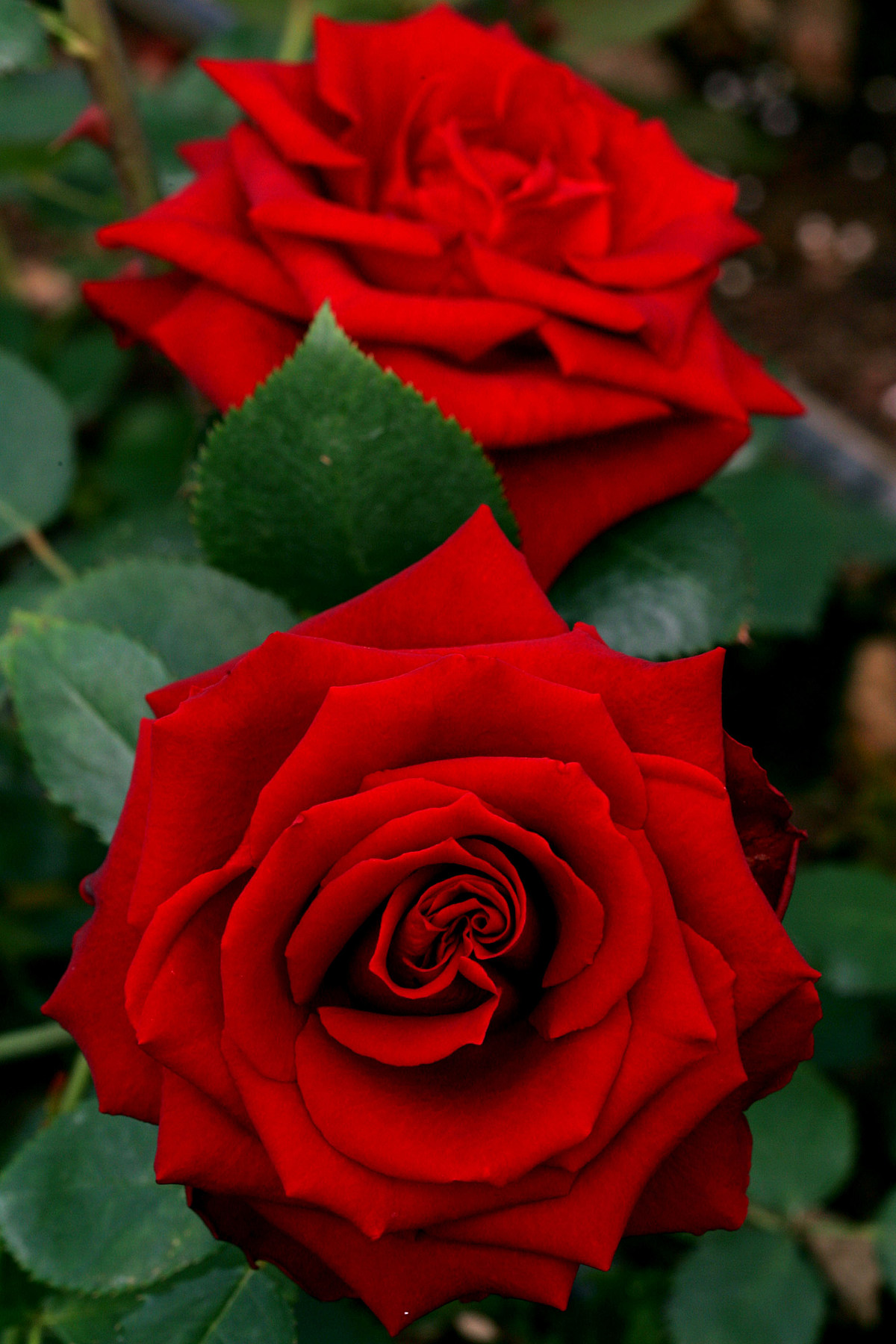Роза мамаджуана