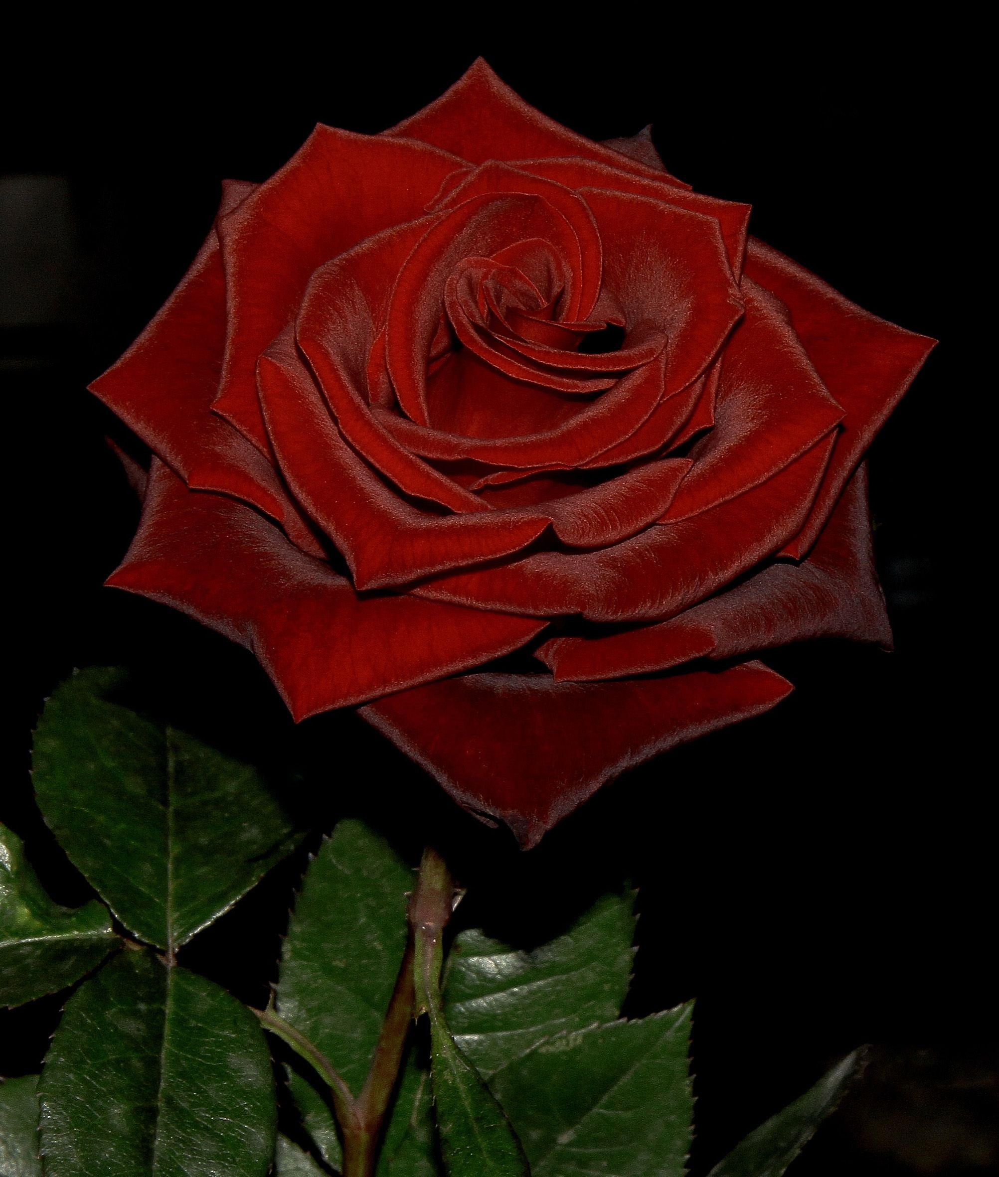 Красные Бархатные Розы