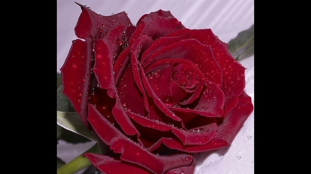 Роза бордовая роскошная