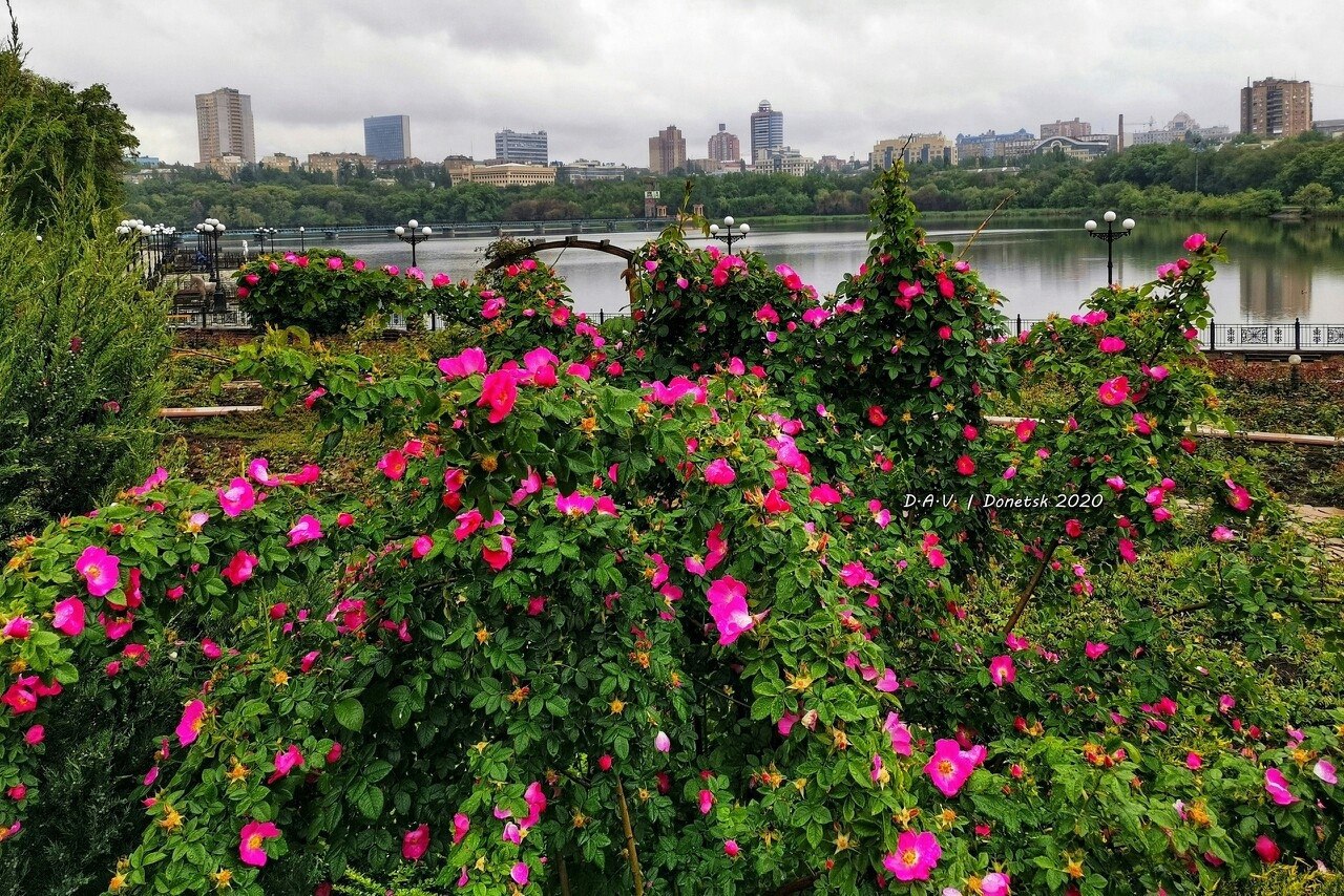 Донецк город миллиона роз