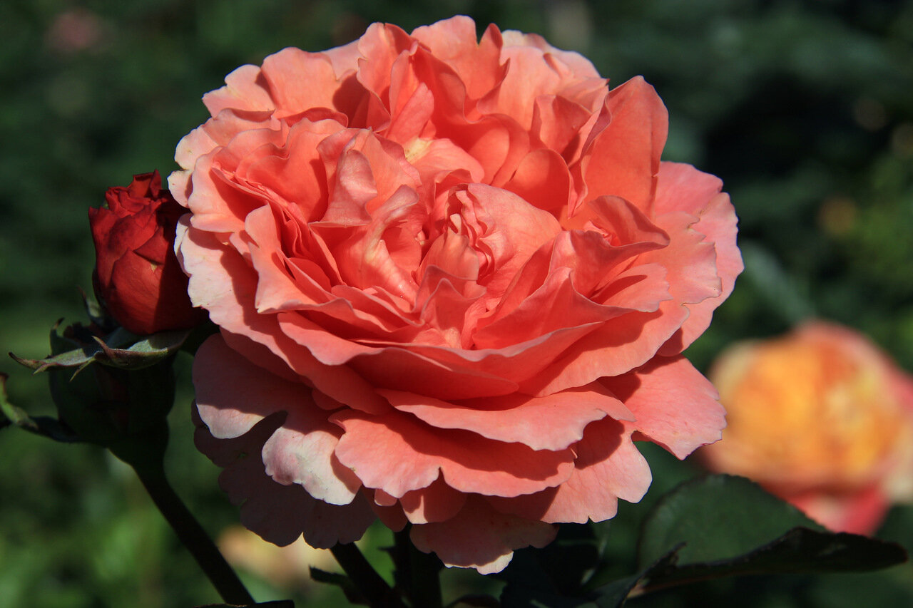 Роза Этруска Rosa Etrusca