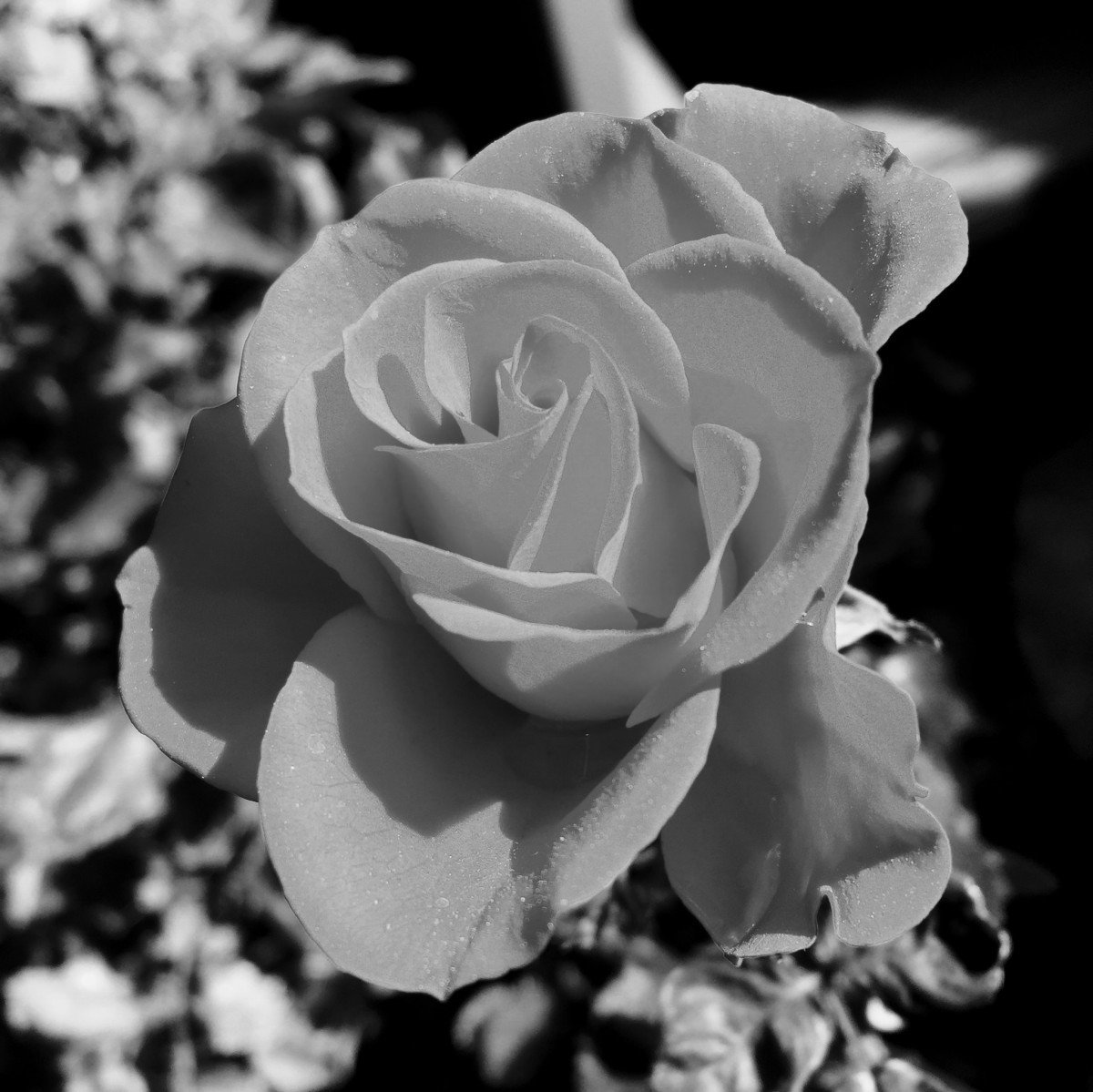 Роза флорибунда черная
