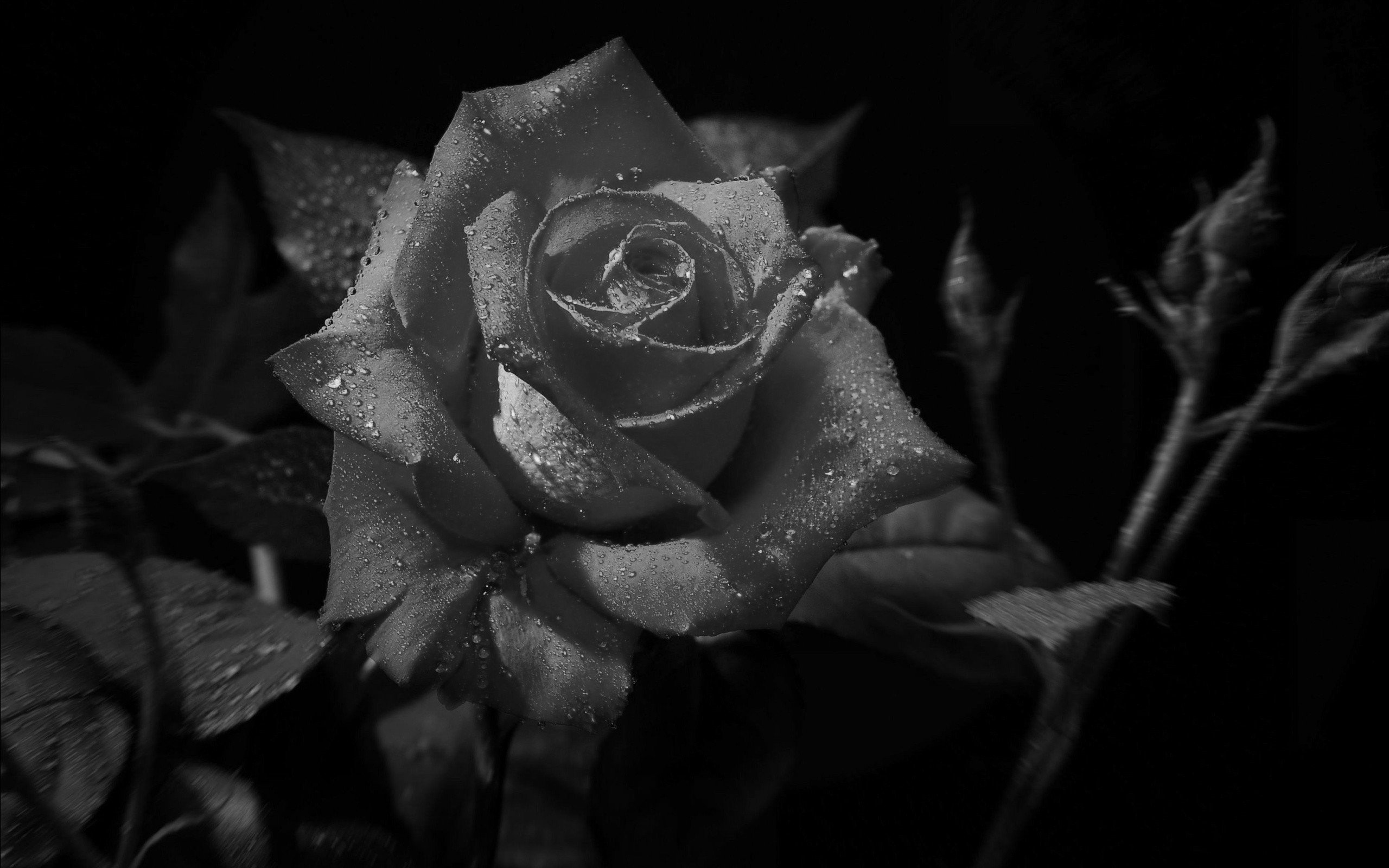 Красивая чёрно белая роза