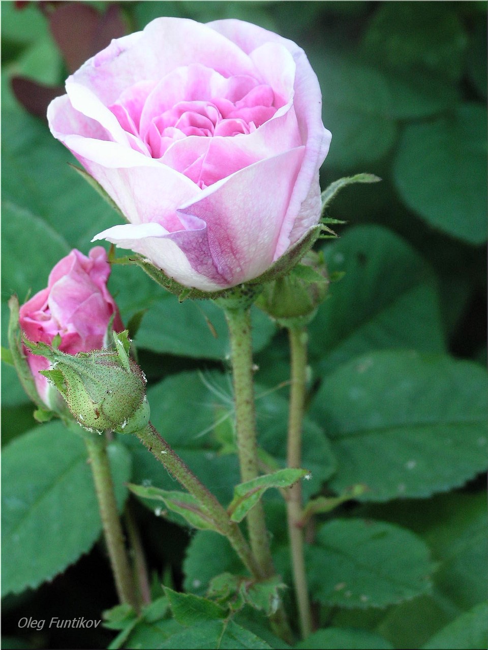 Роза Centifolia