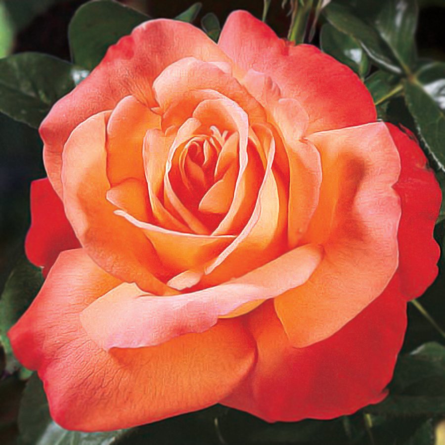 Роза чайно-гибридная экзотика