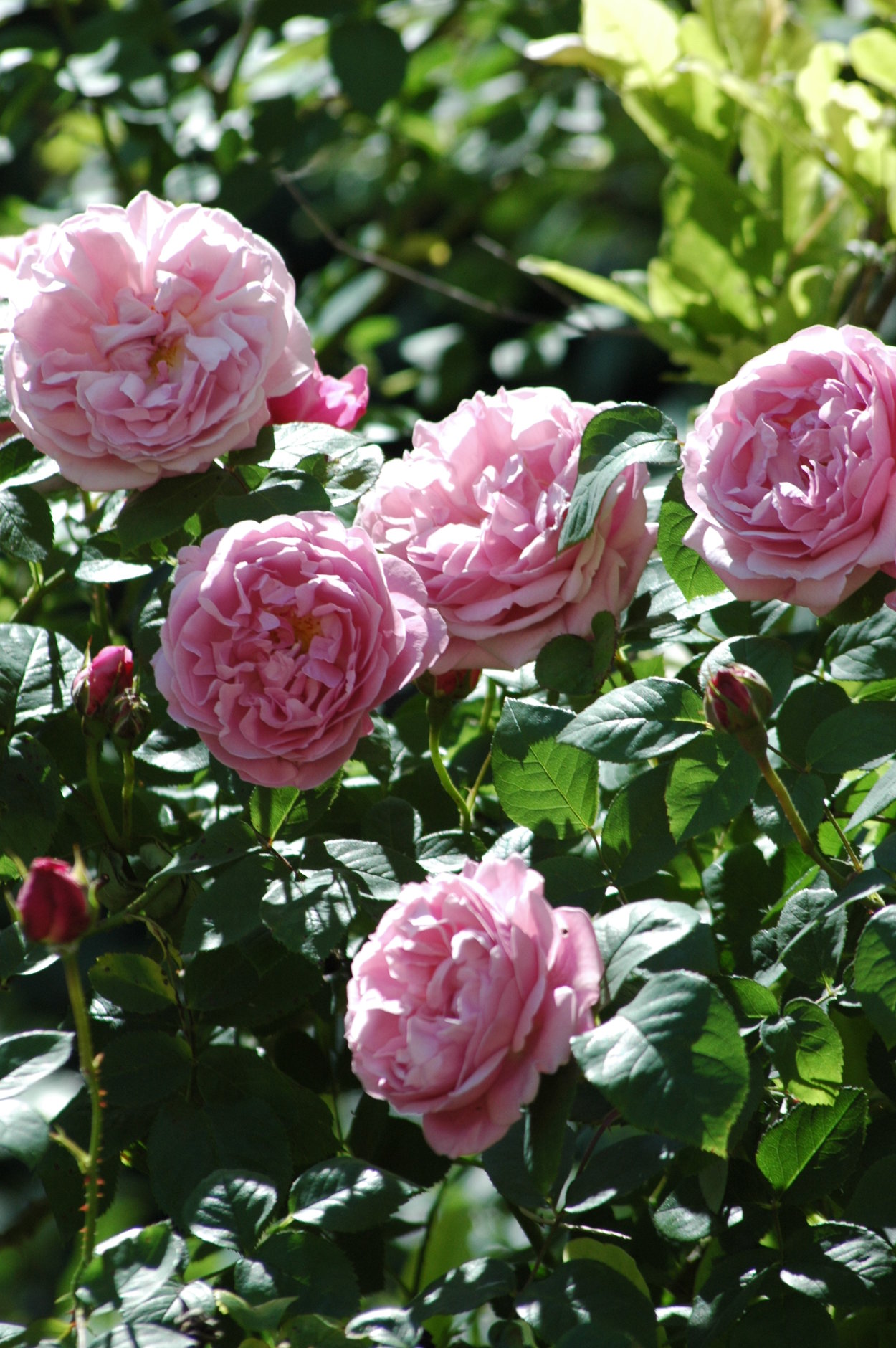 Роза английская Парковая Мэри Роуз