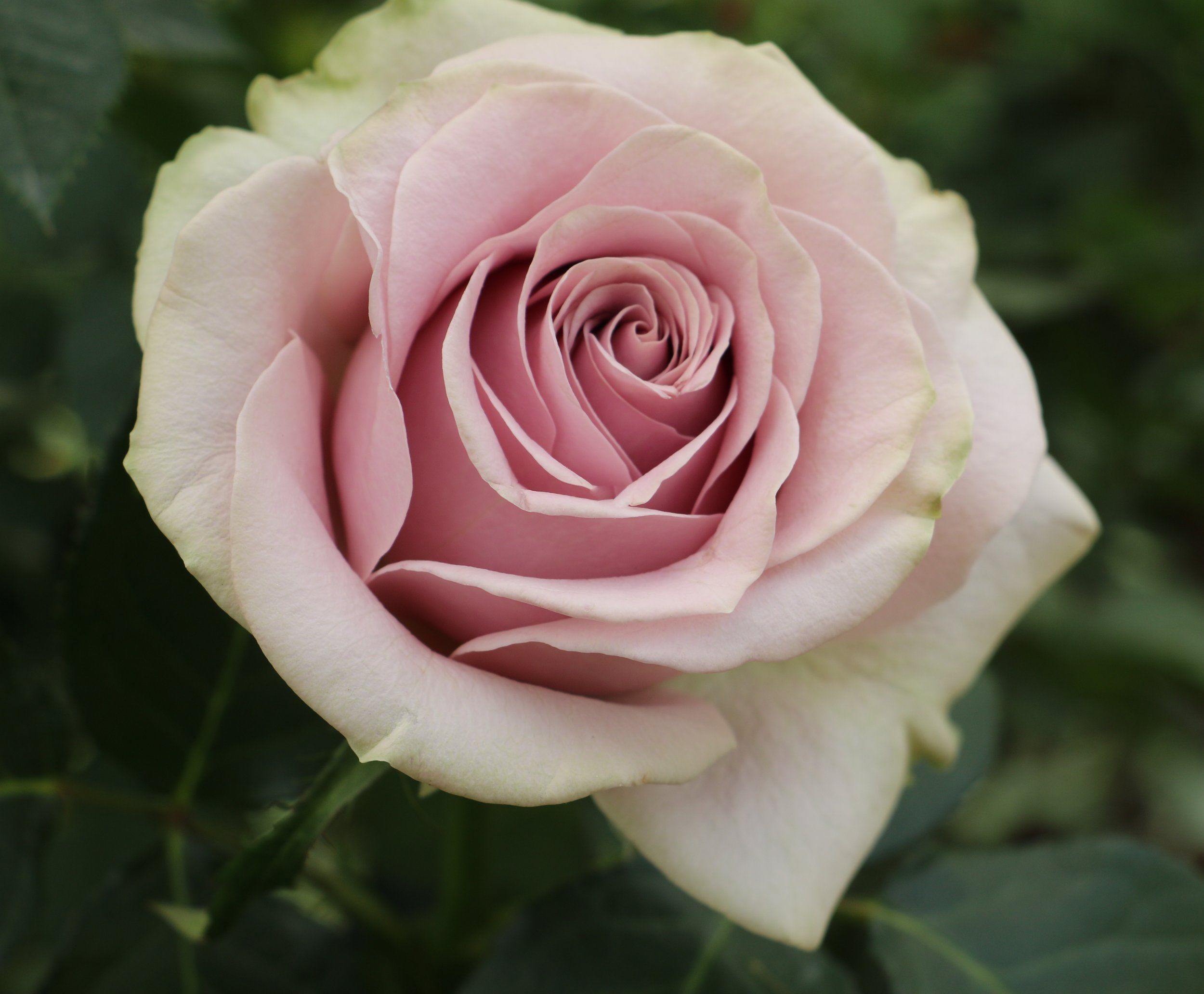 Роза Каталина розовая
