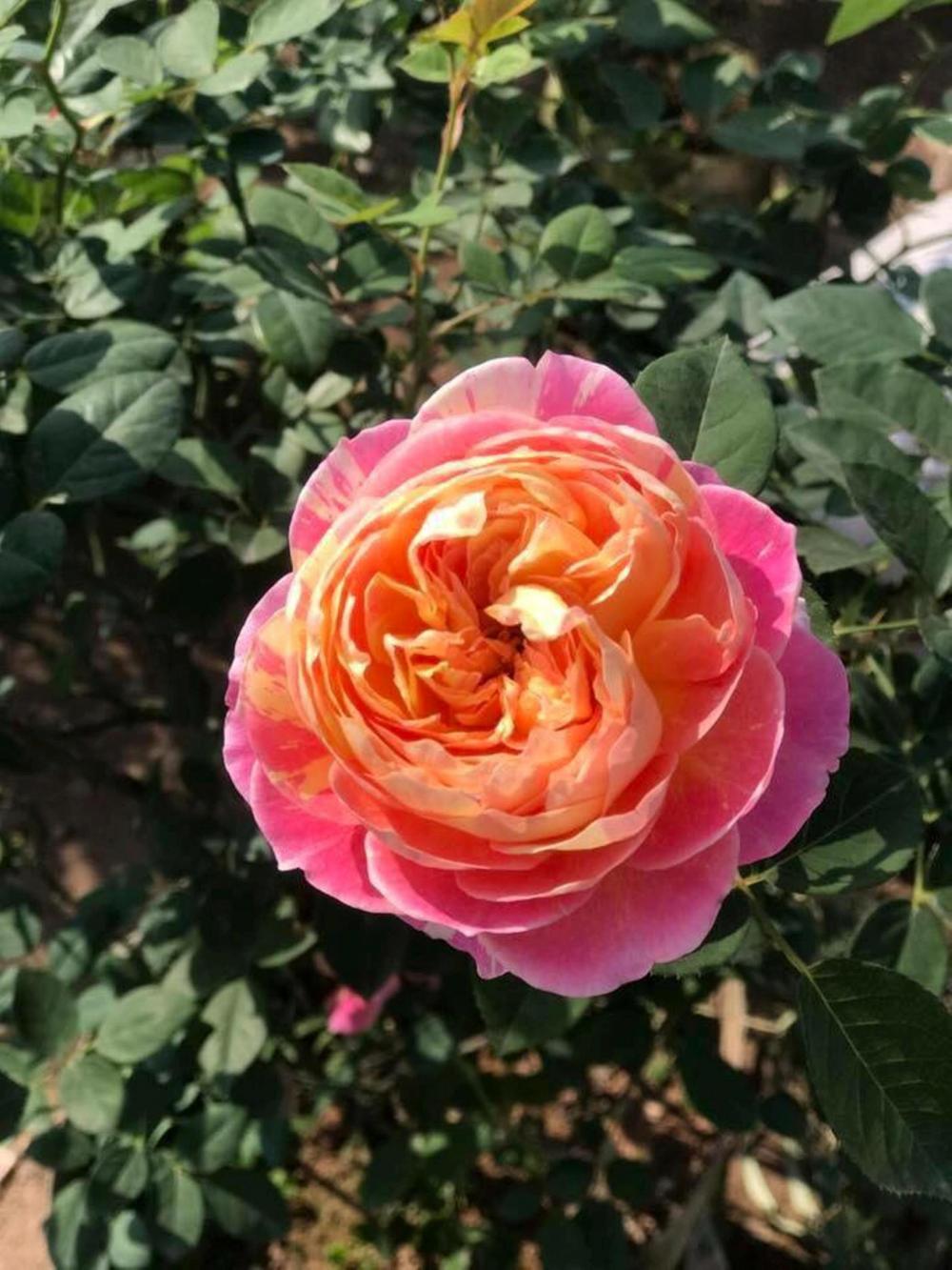 Сорт розы Виен Роуз
