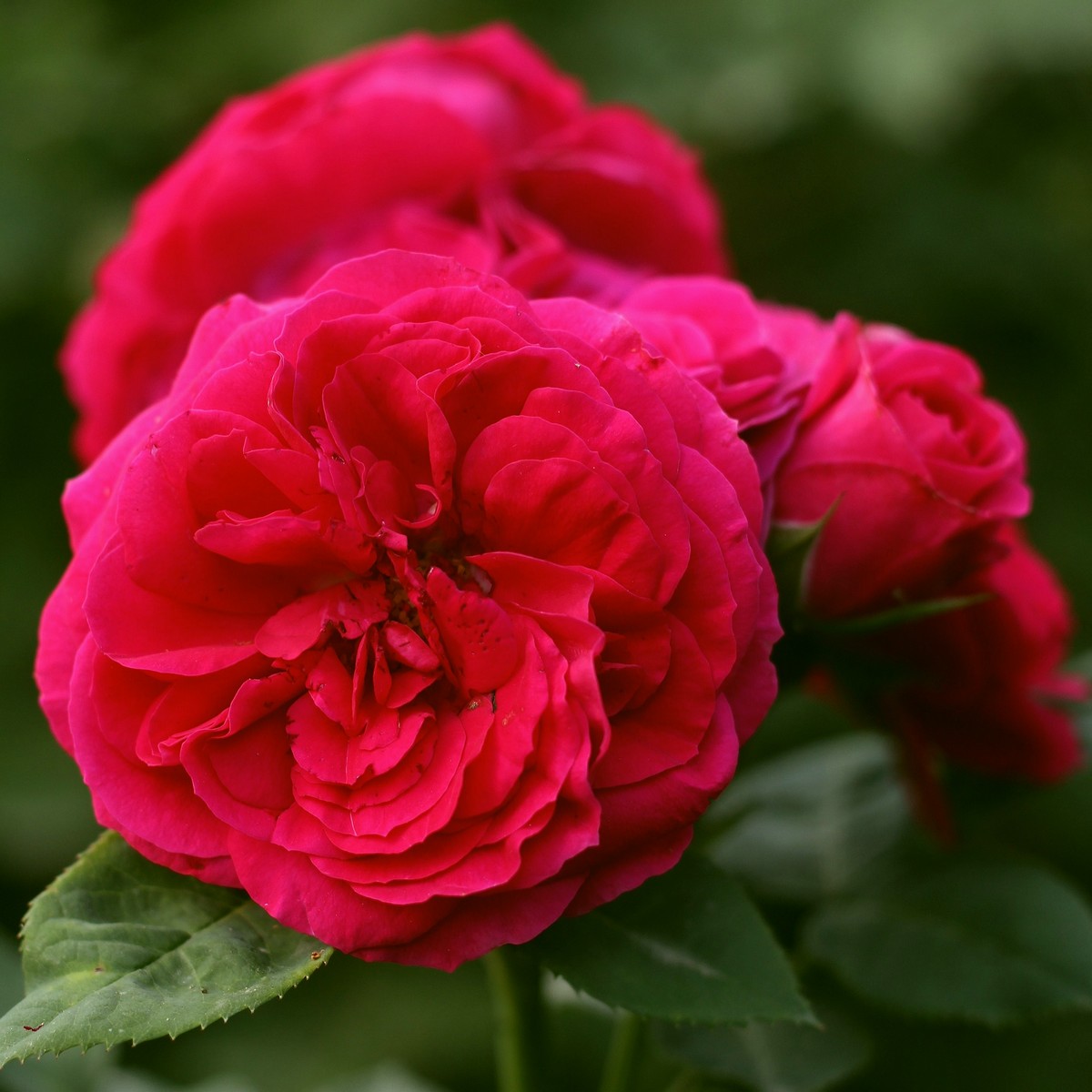 Сорт розы Софи Роуз