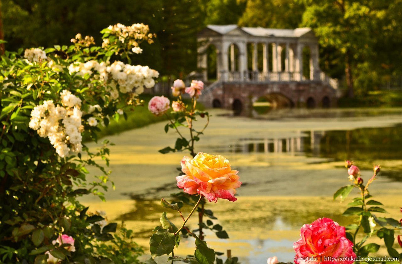 Екатерининский парк розы
