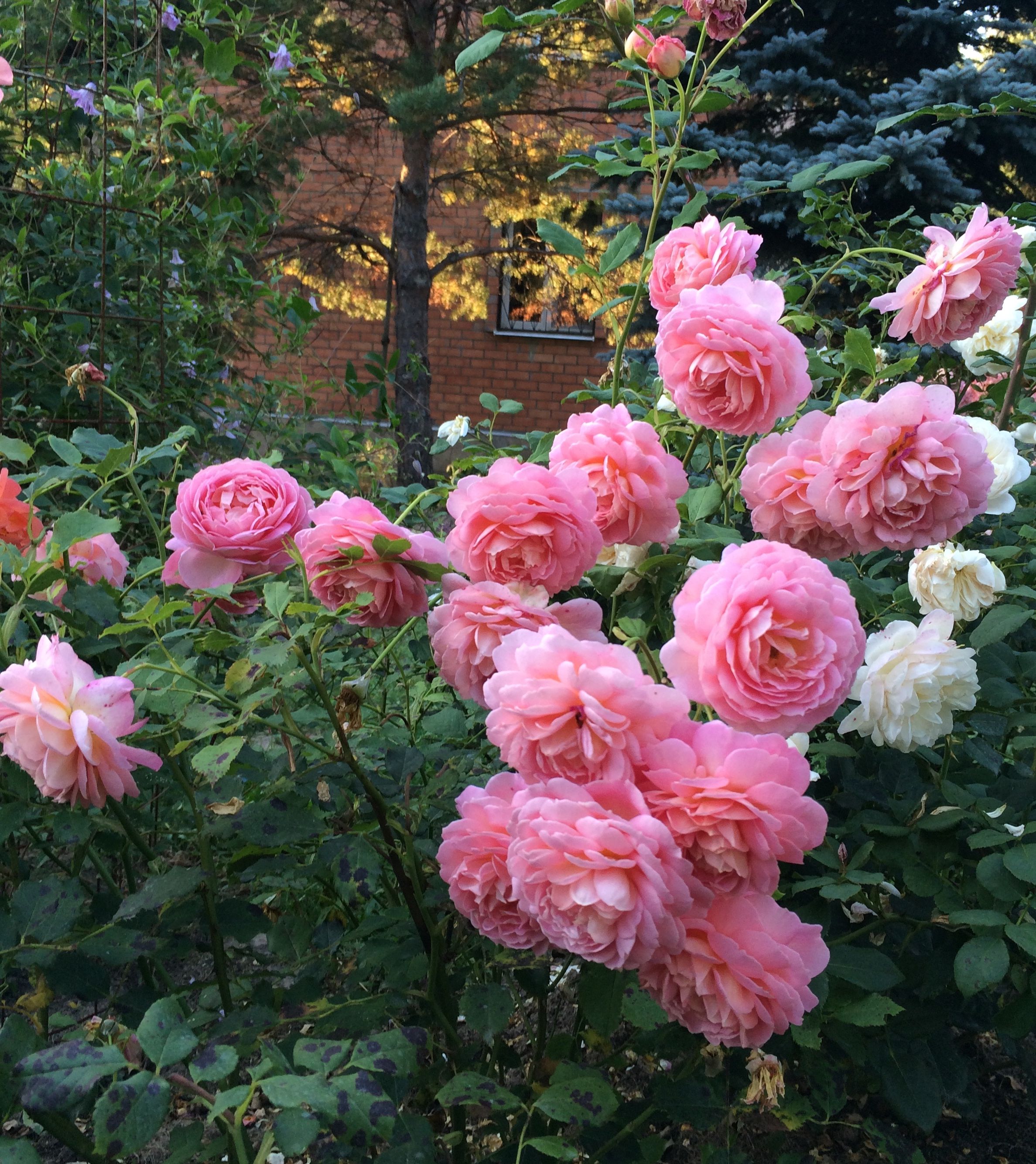Роза Джубили Селебрейшн в саду