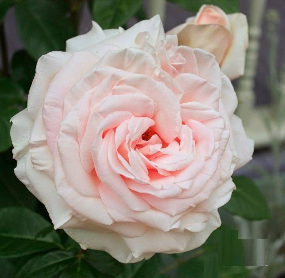 Роза Пушкин Prince jardinier