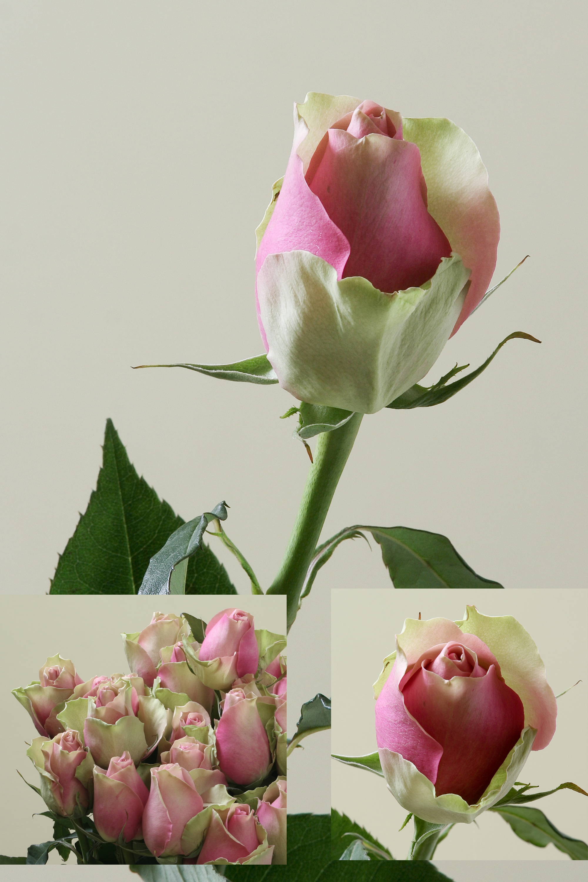 Плетистая роза Малибу
