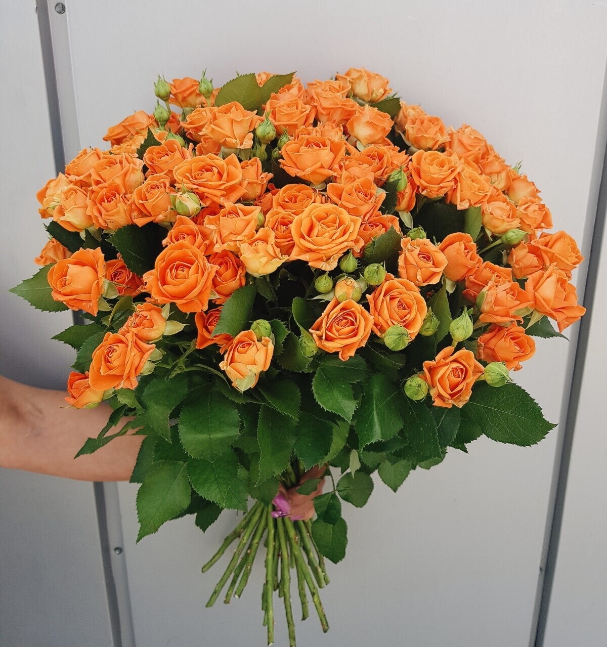 Роза кустовая Orange Star