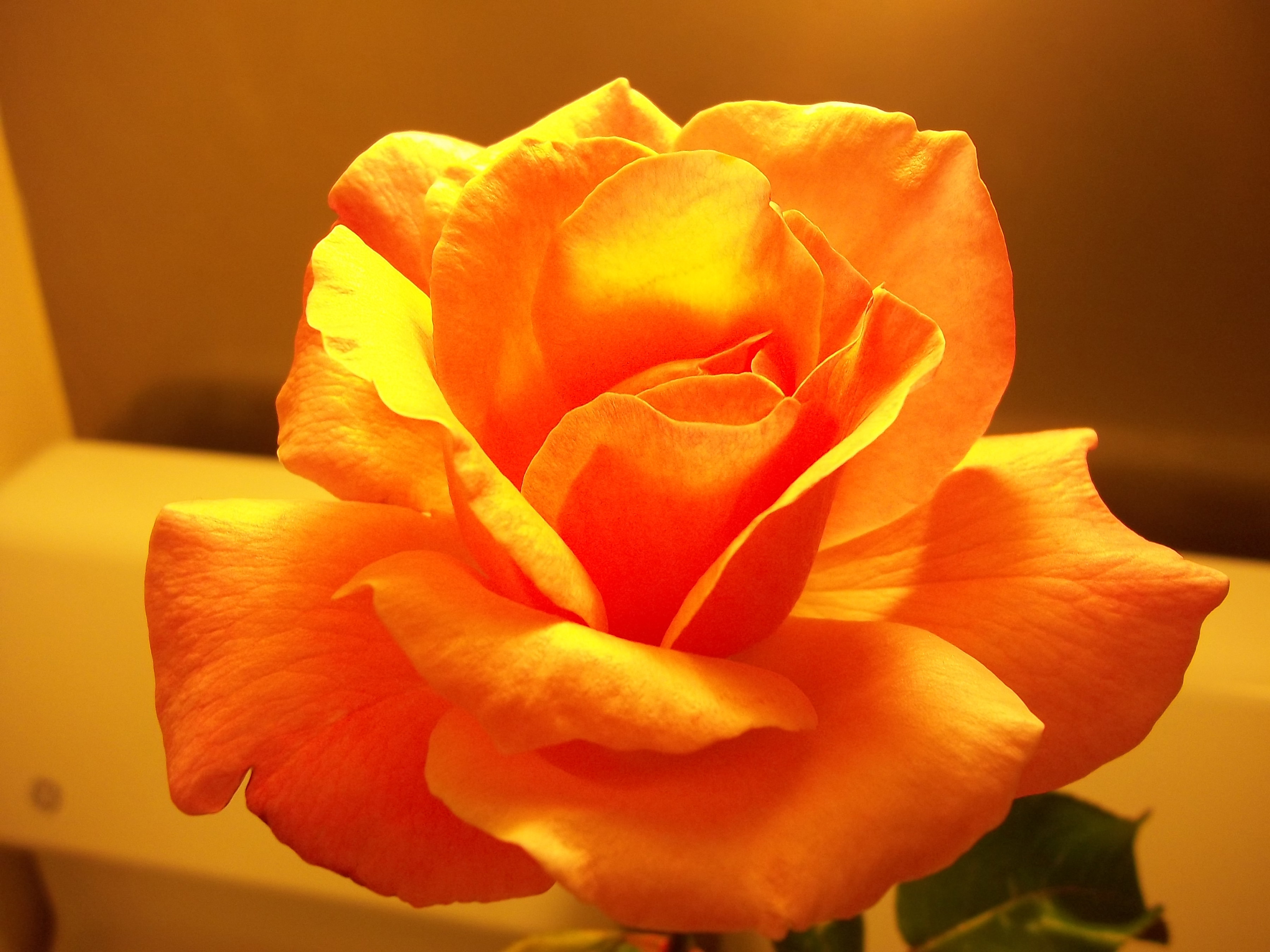 Роза солиста оранжевая
