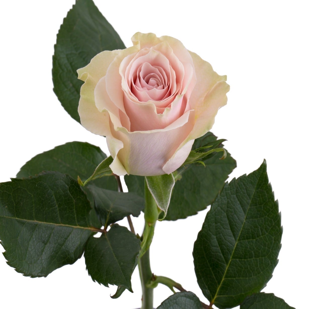 роза эквадор сальма