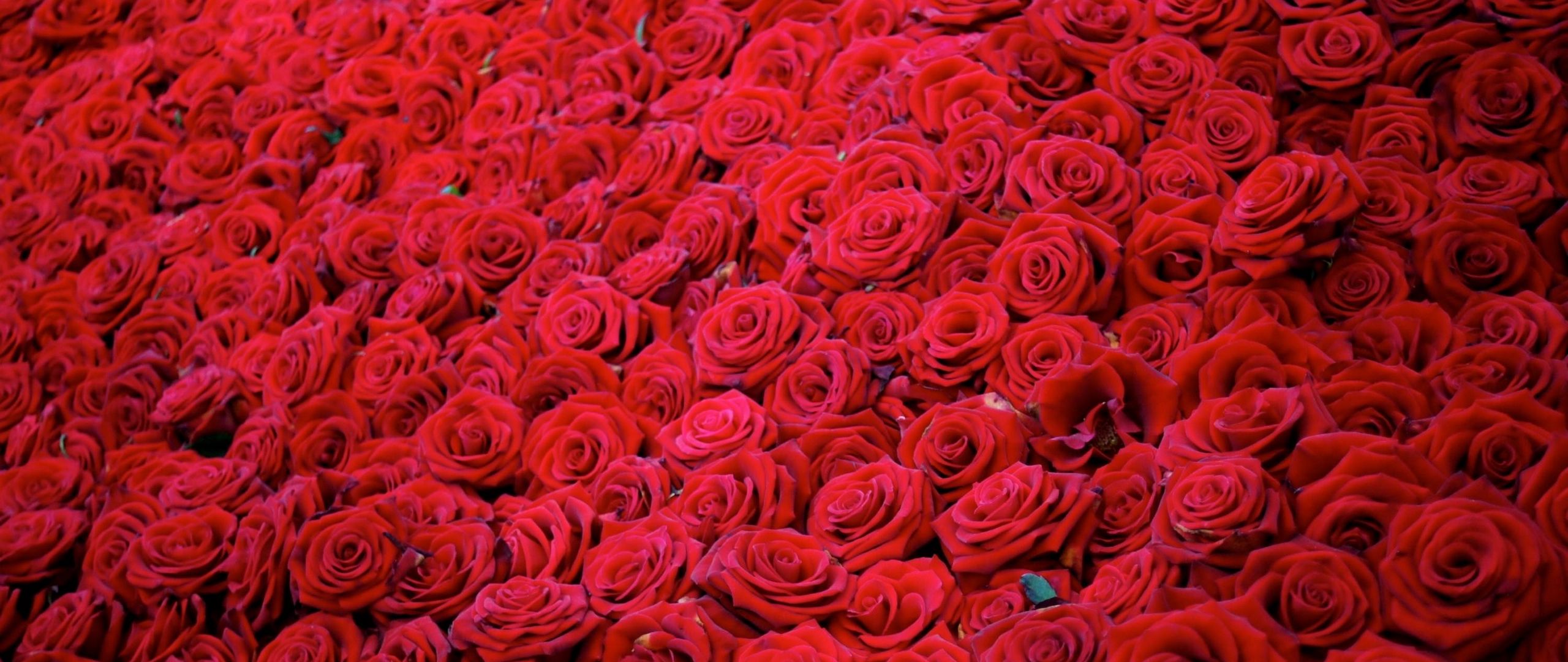 Миллион алых роз фон