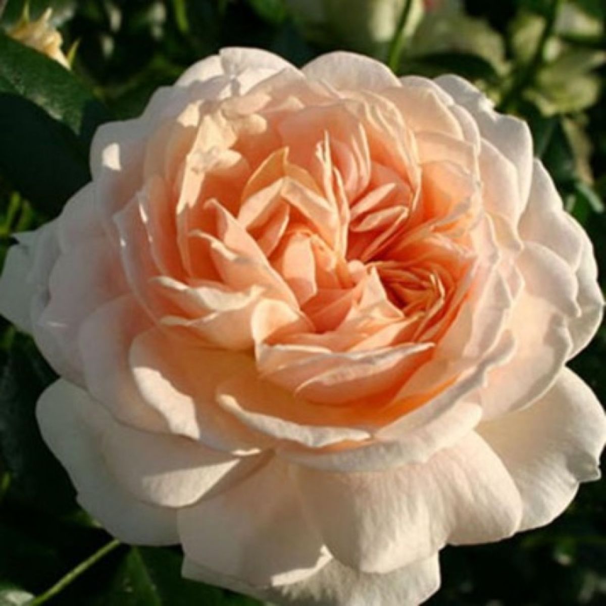 Жуа де вивр роза
